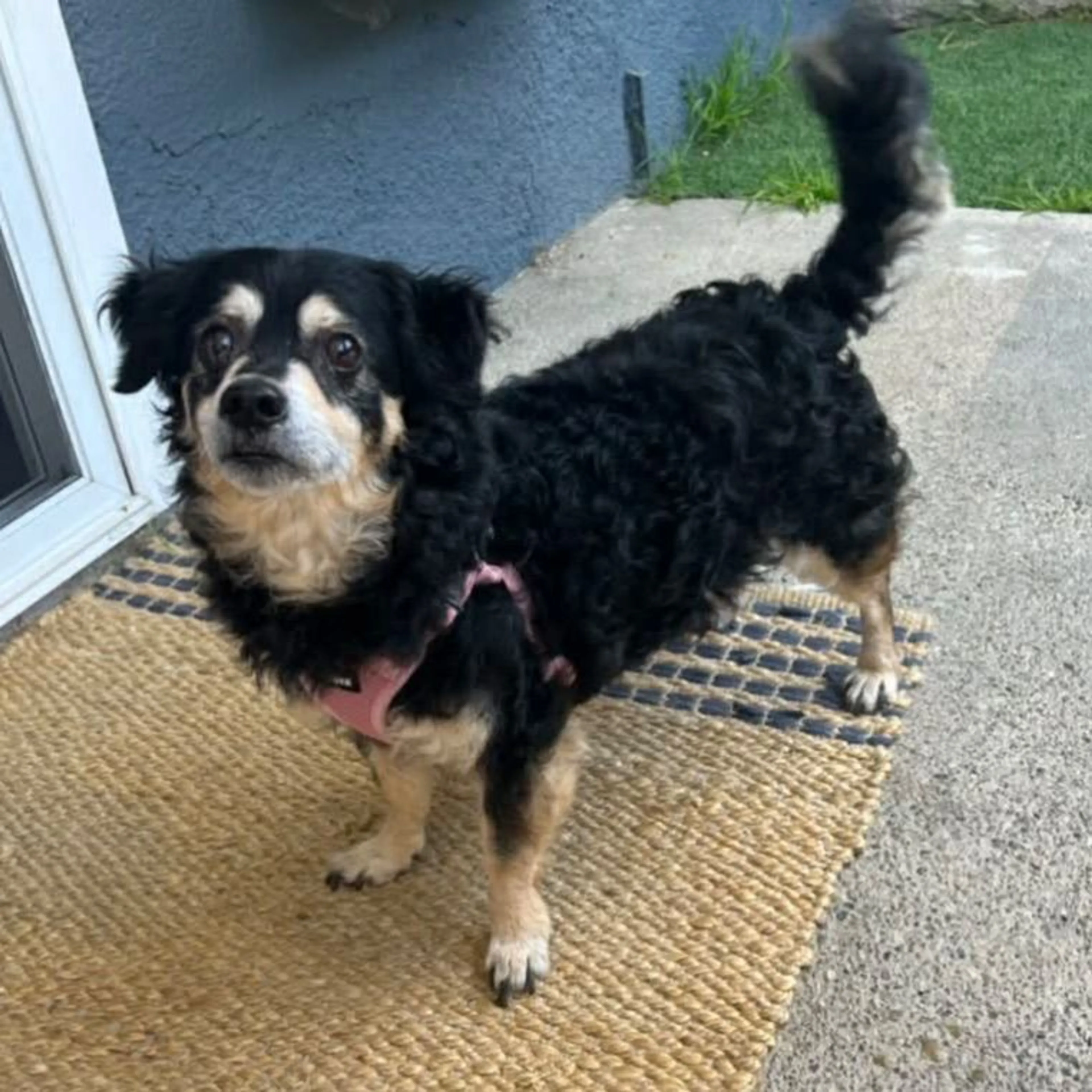 Found pet