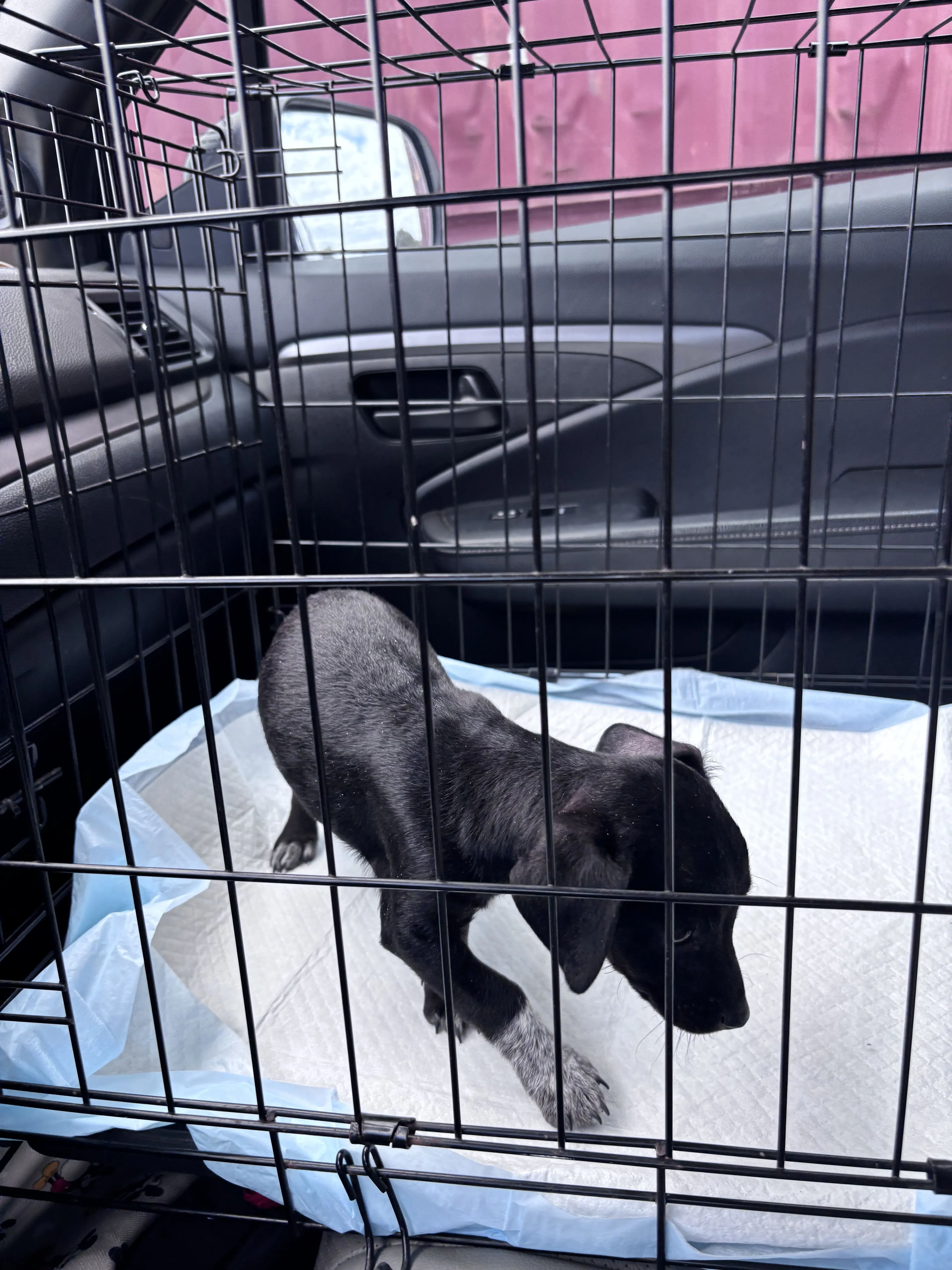 Lost pet-1