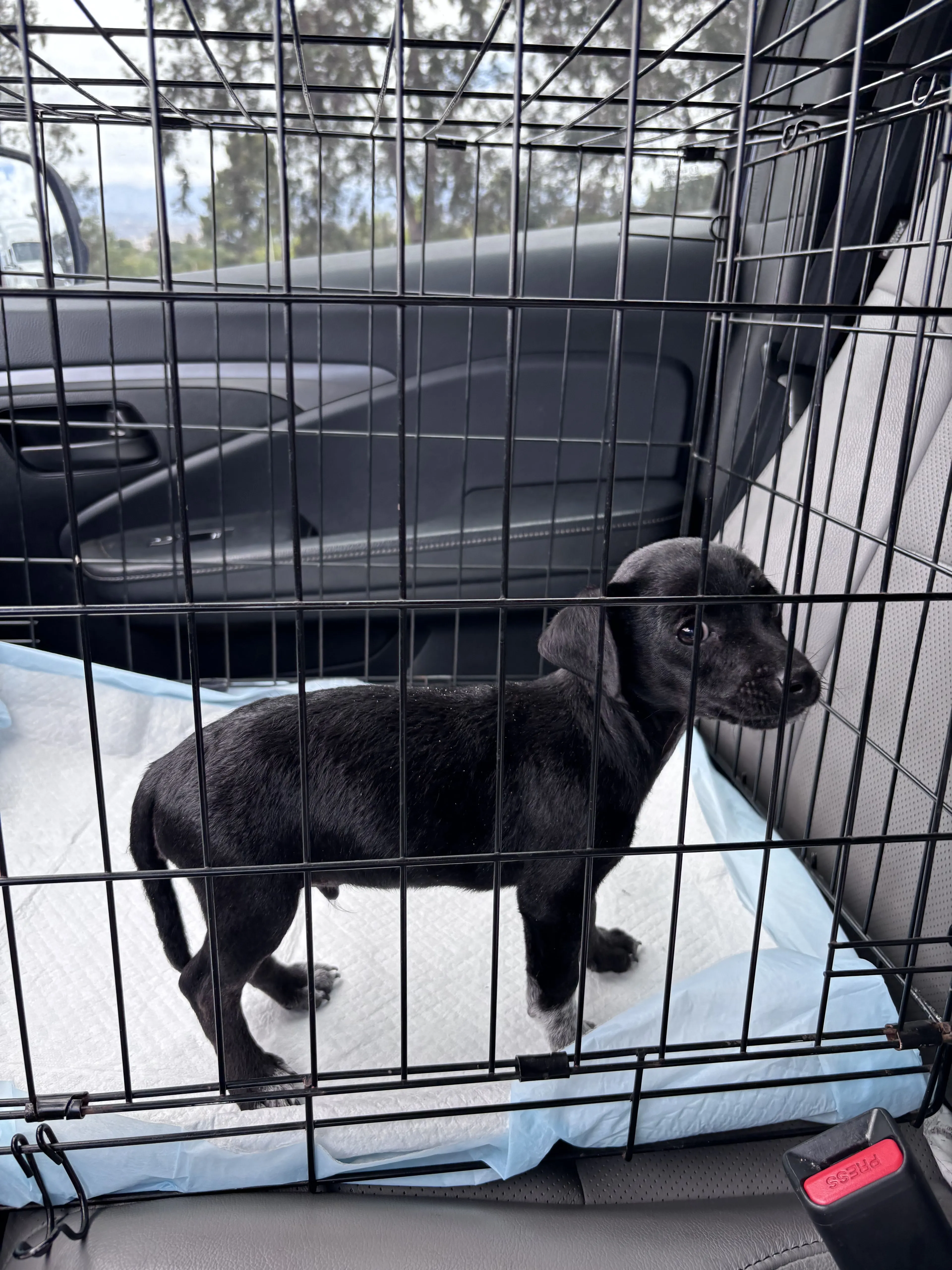 Lost pet-2