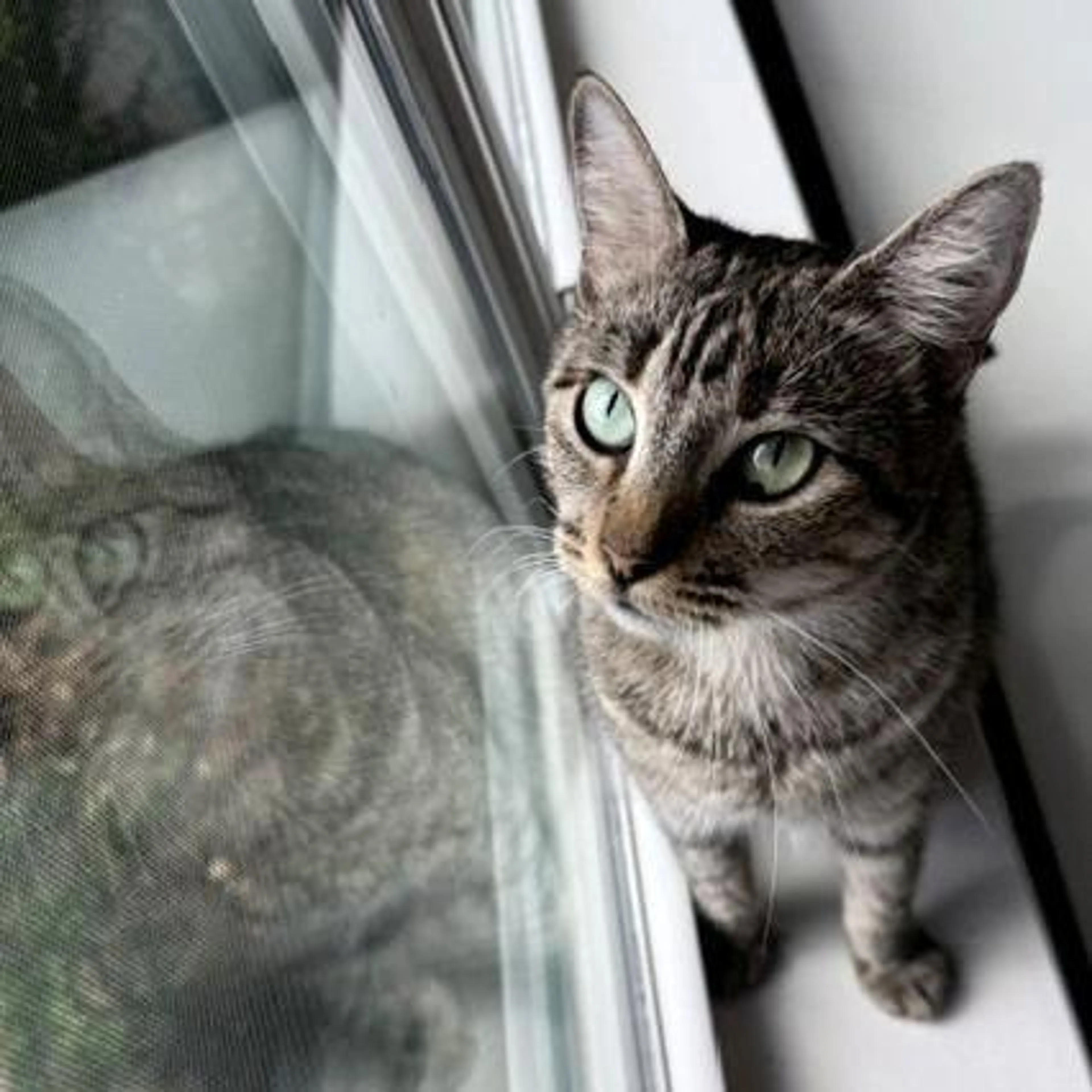 Found pet-0