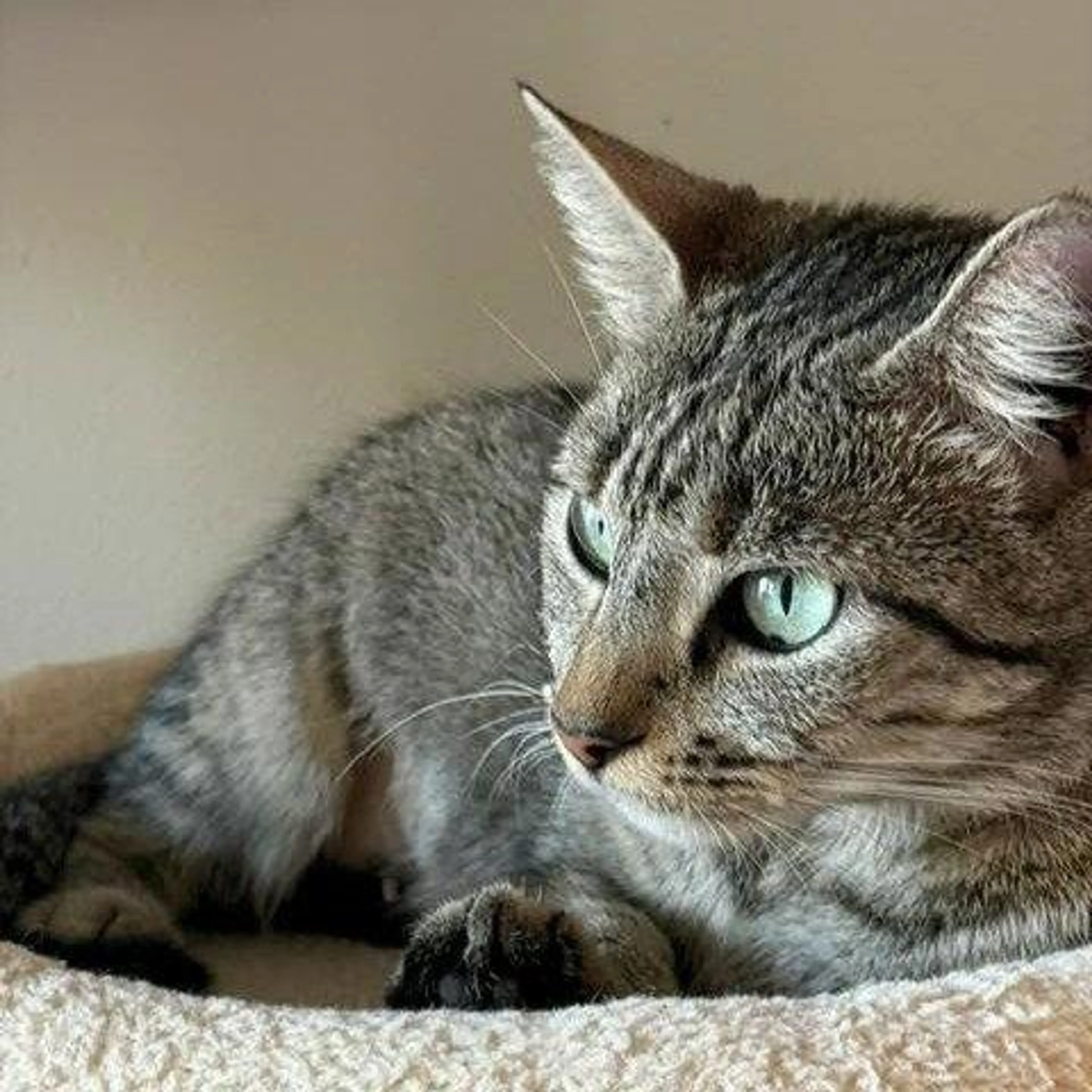 Found pet-1