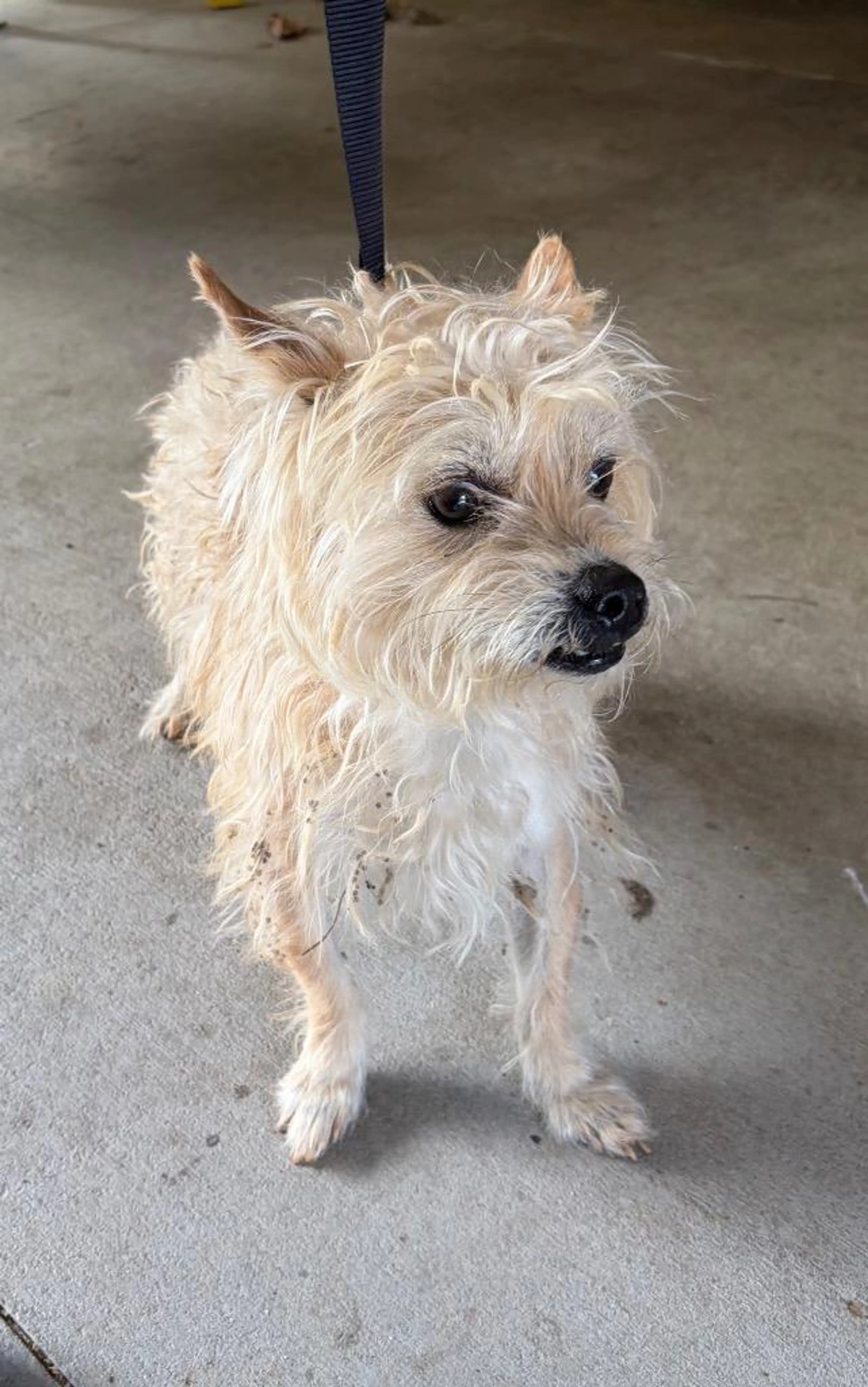 Found pet