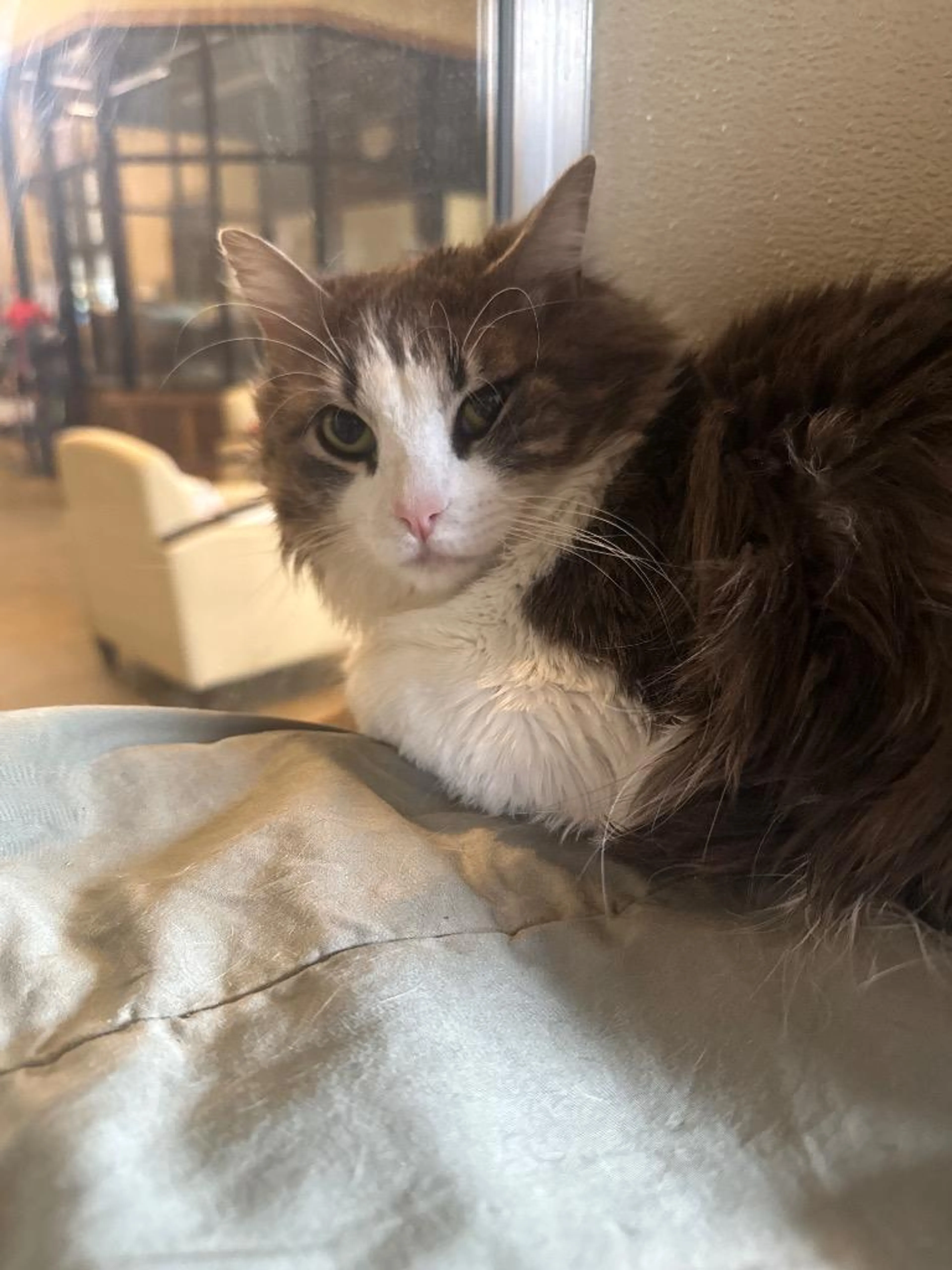 Found pet