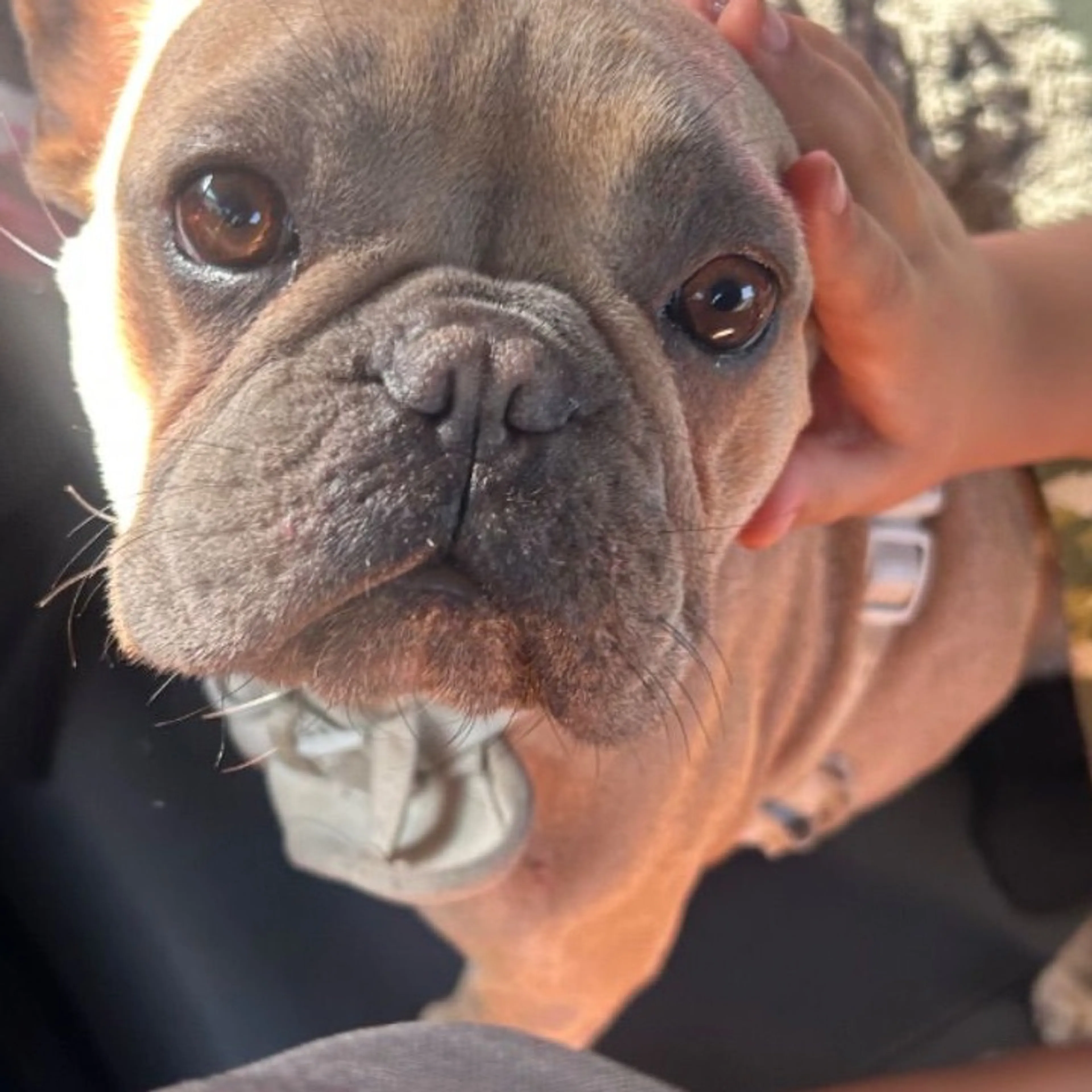 Found pet