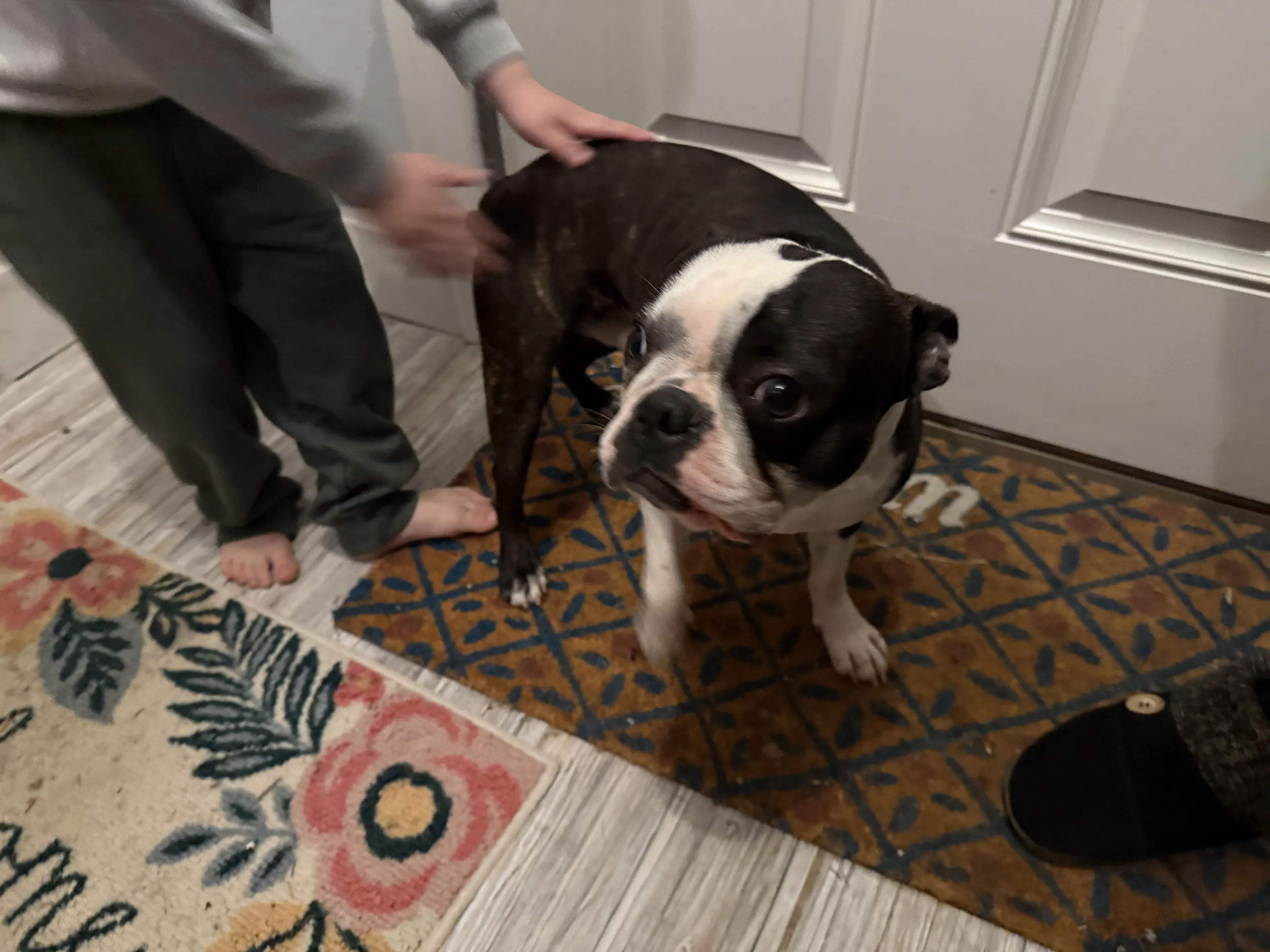 Lost pet