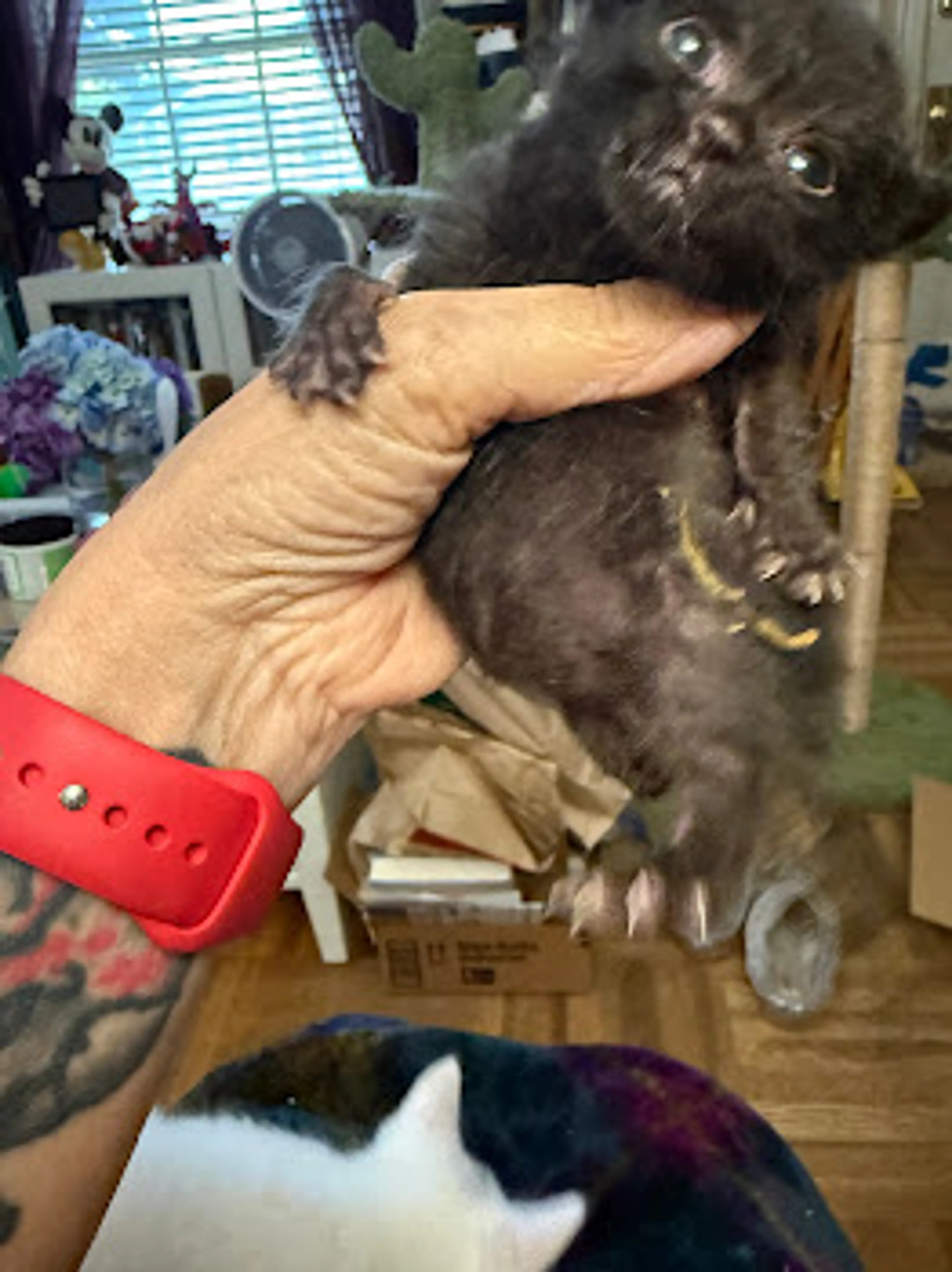 Found pet
