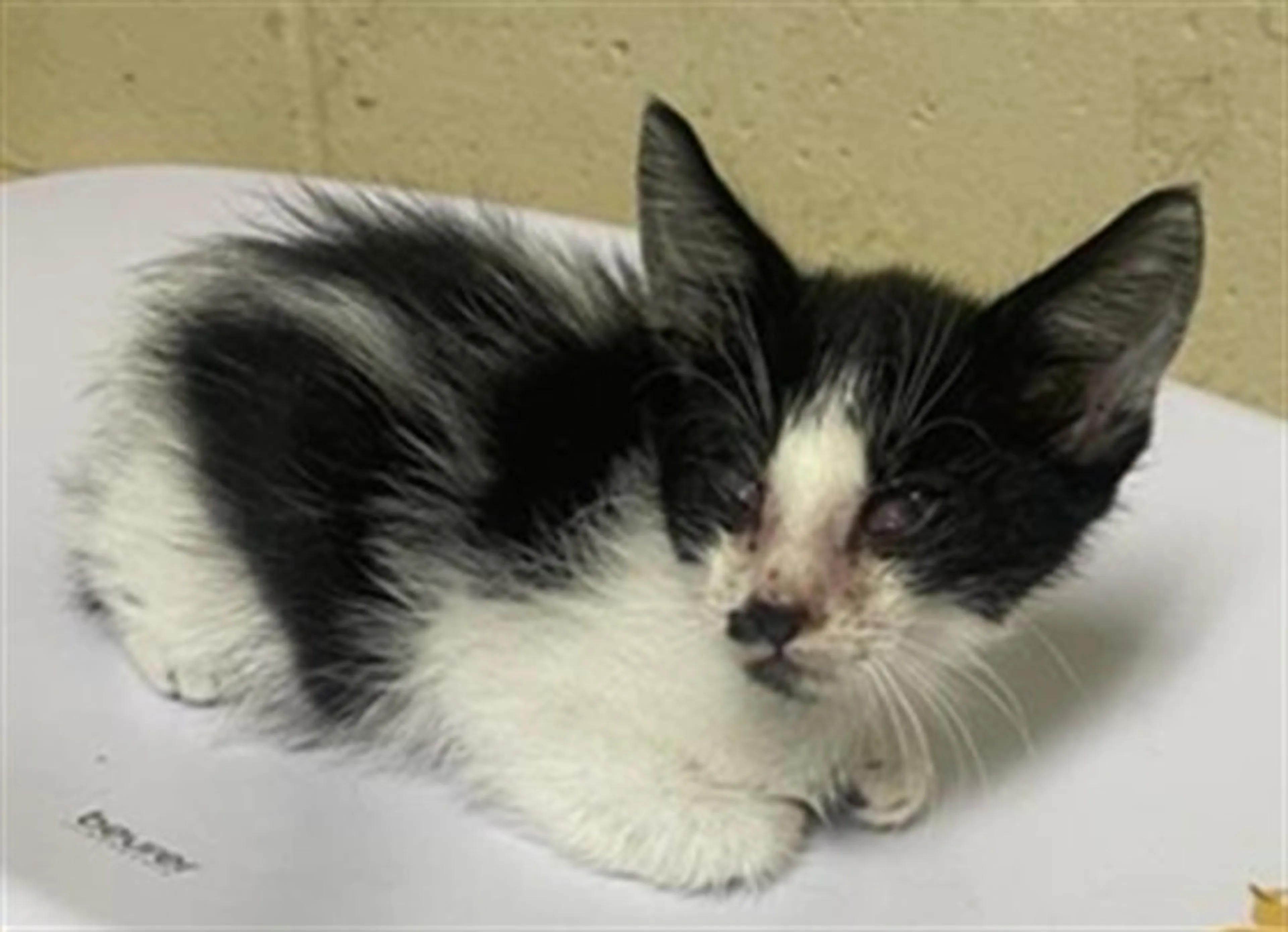 Found pet