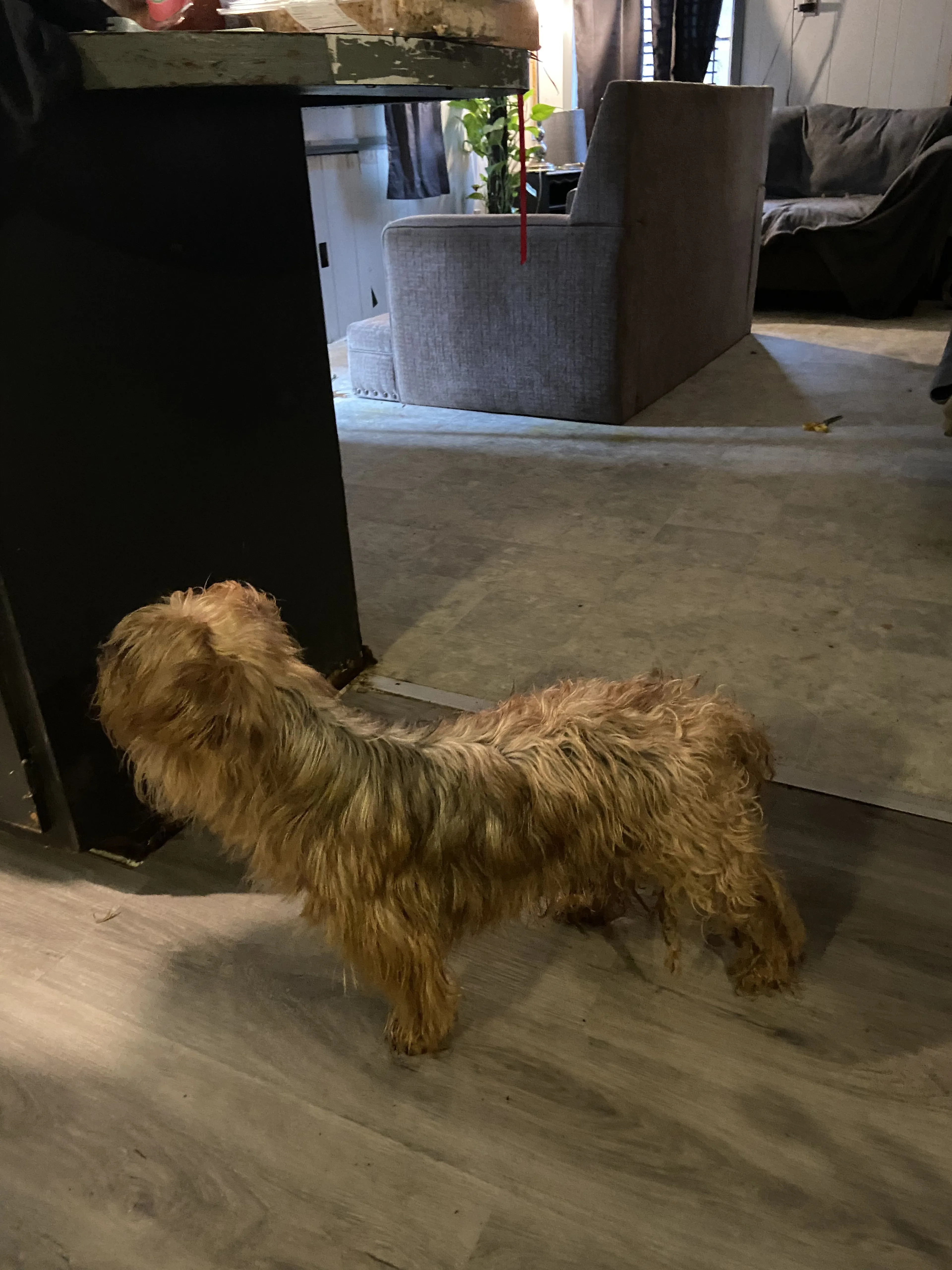 Lost pet