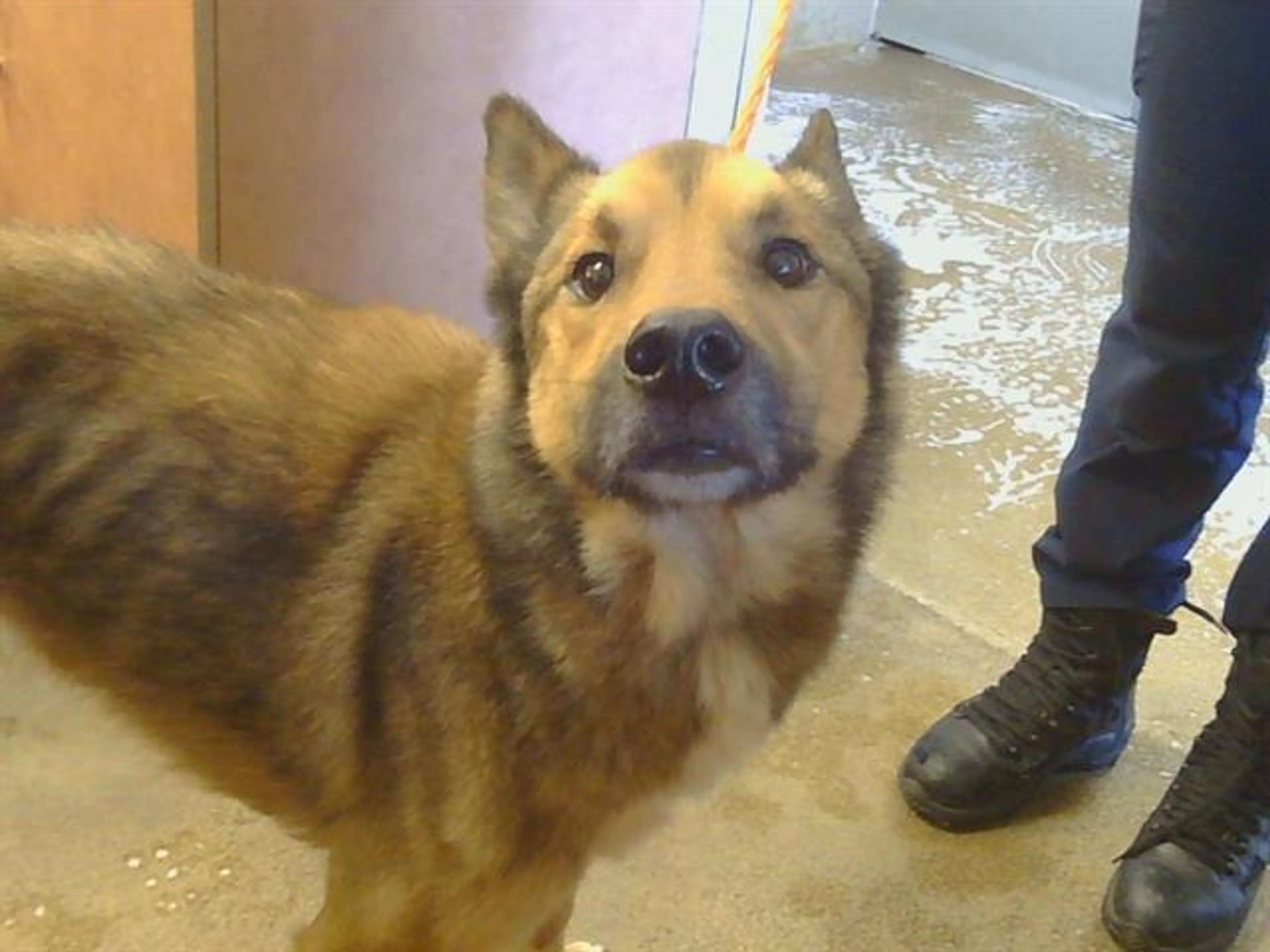 Found pet