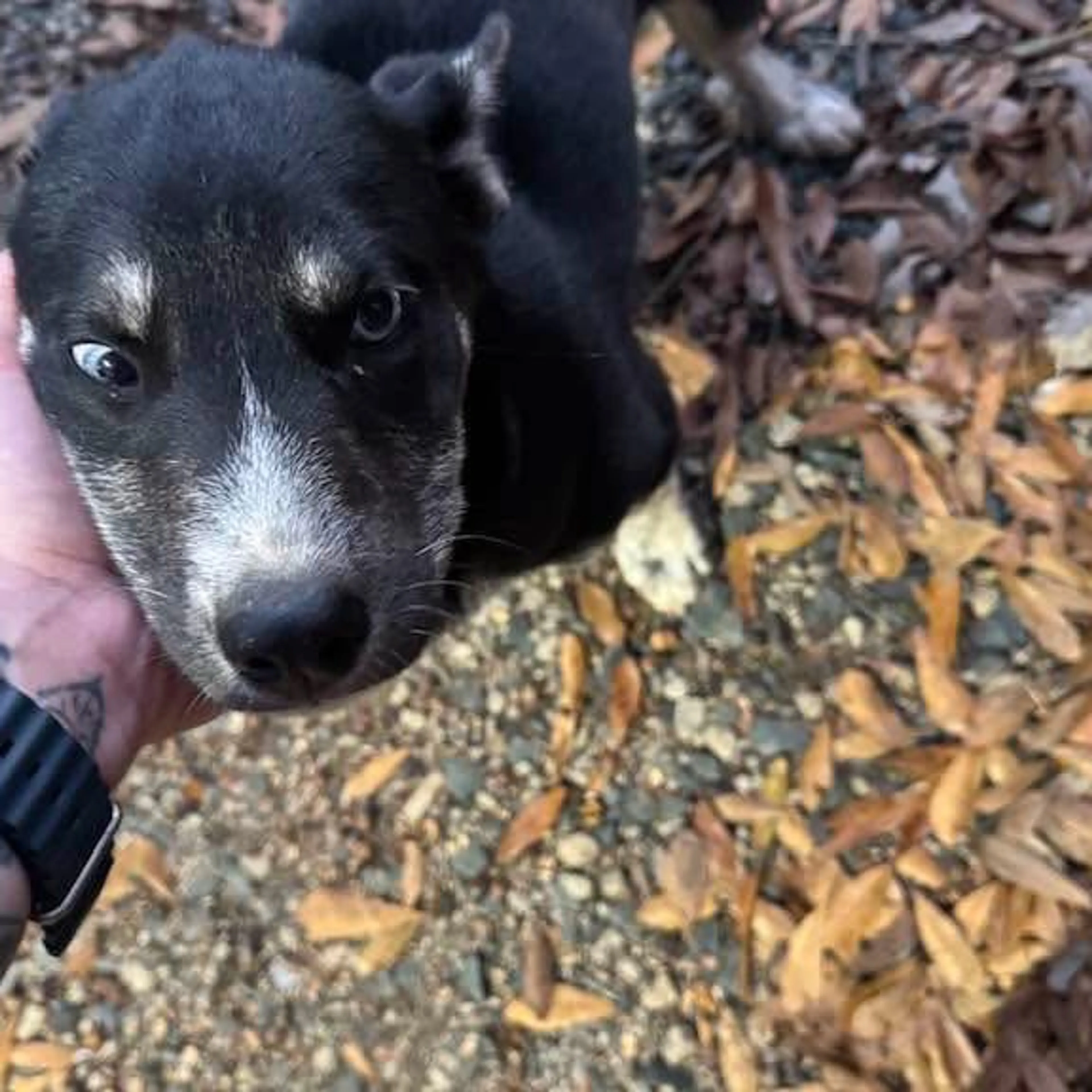 Lost pet