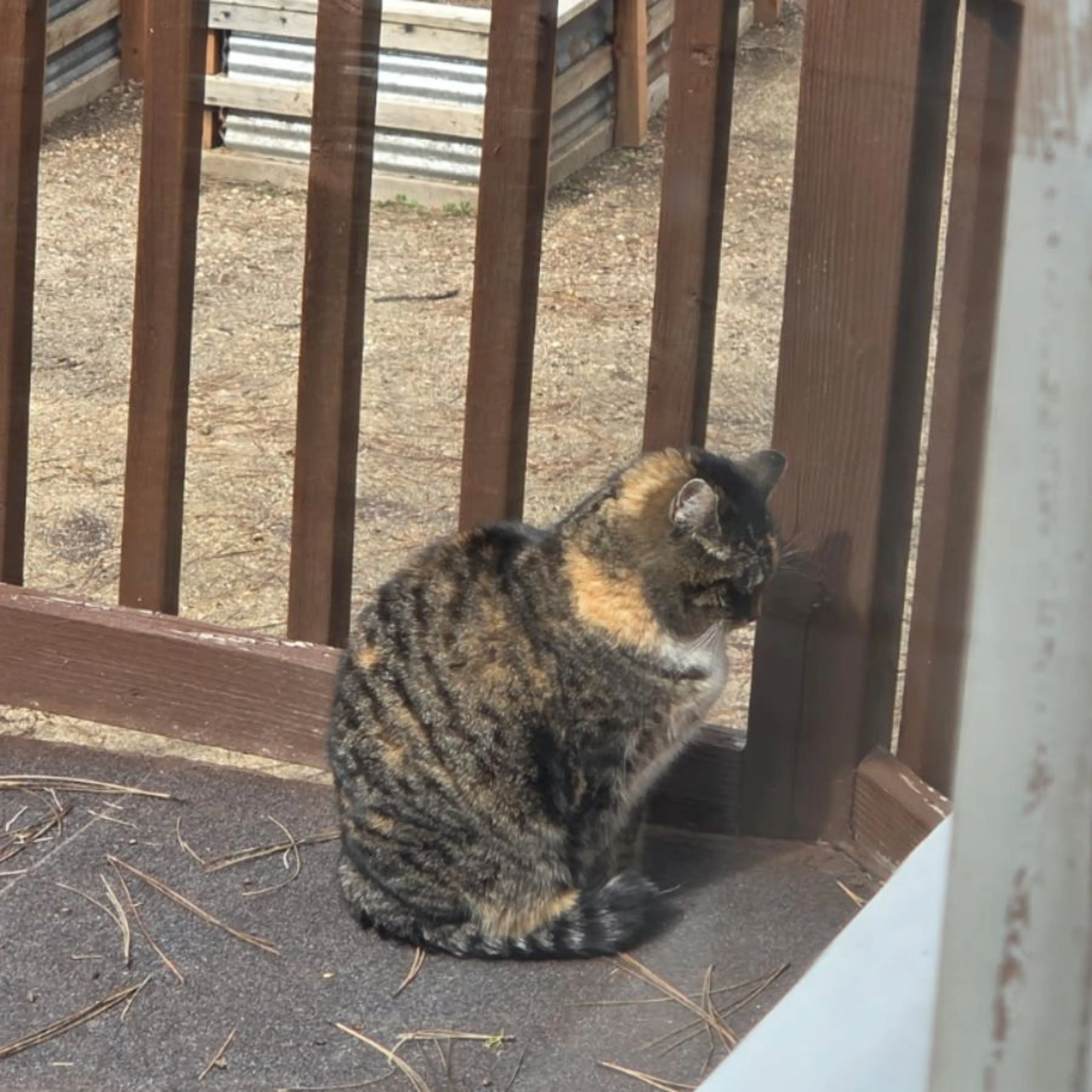 Lost pet-0