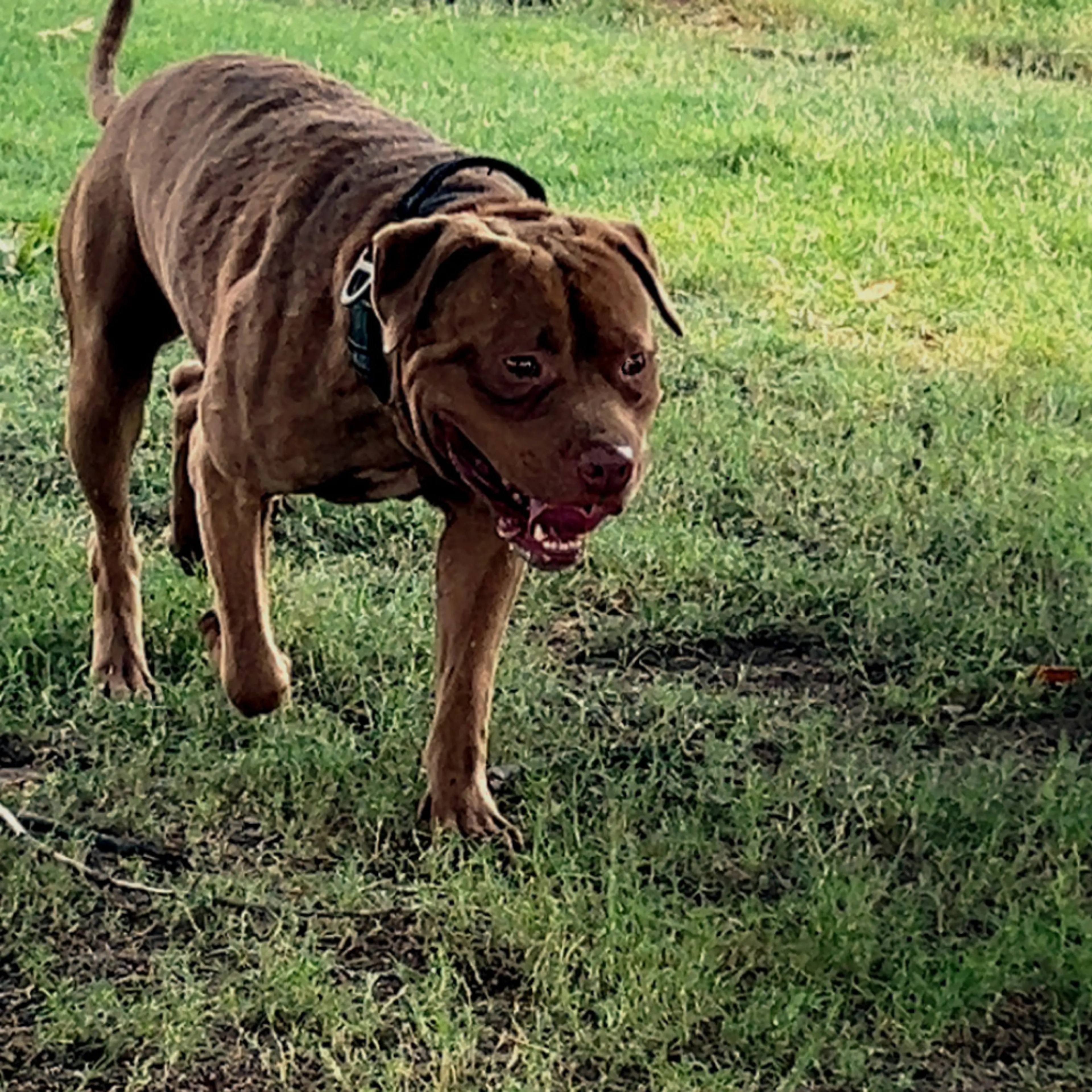 Lost pet-1