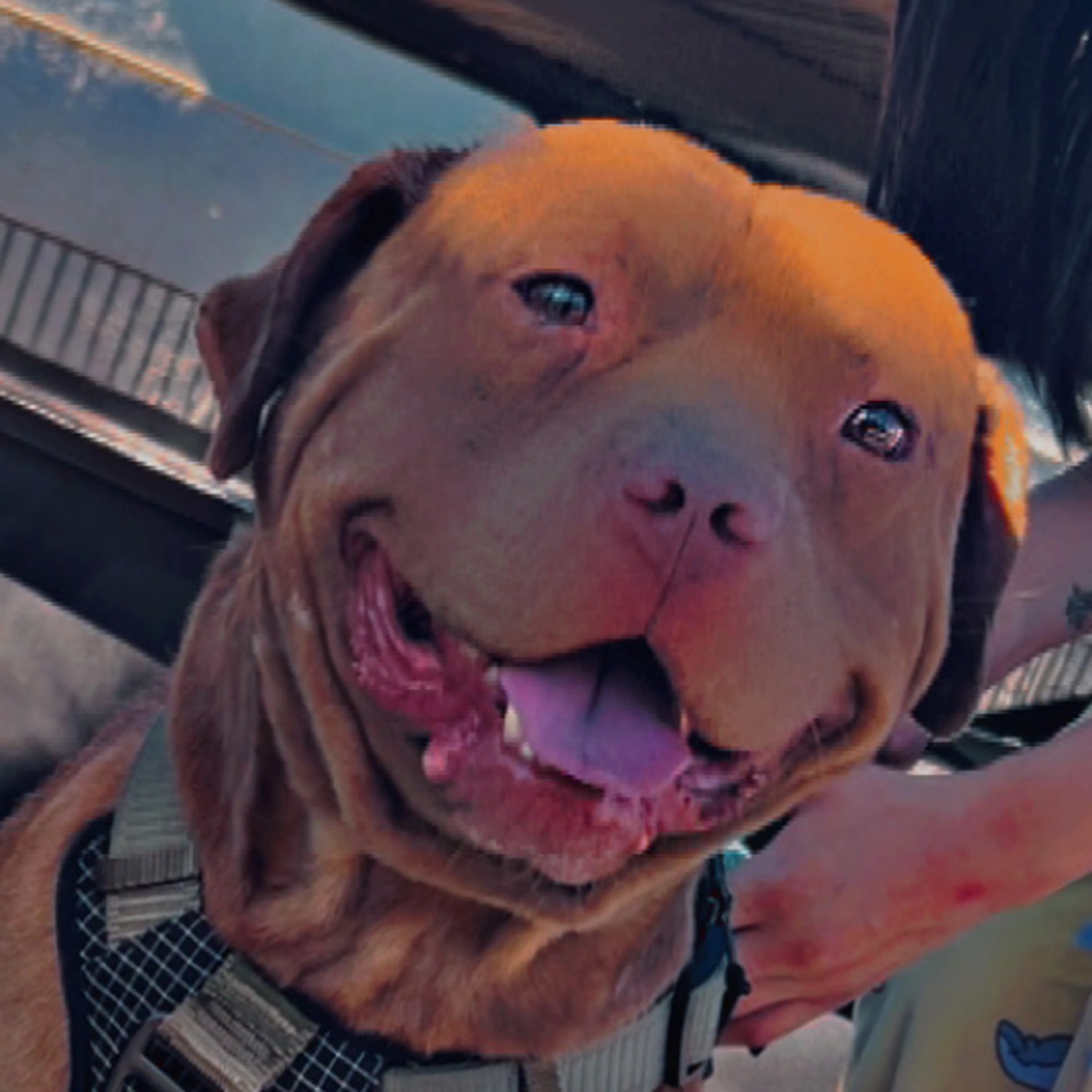Lost pet-2