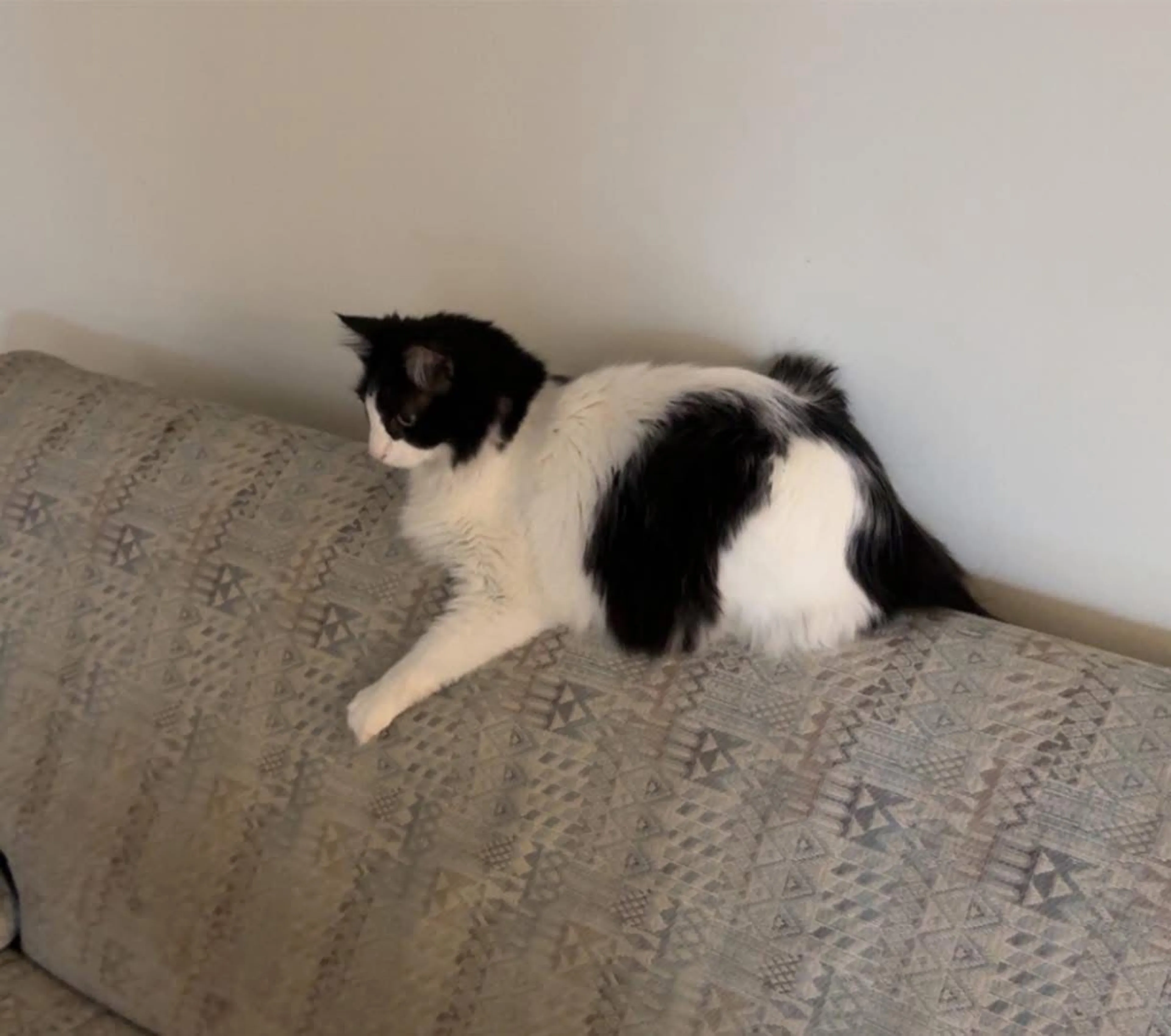 Lost pet-1
