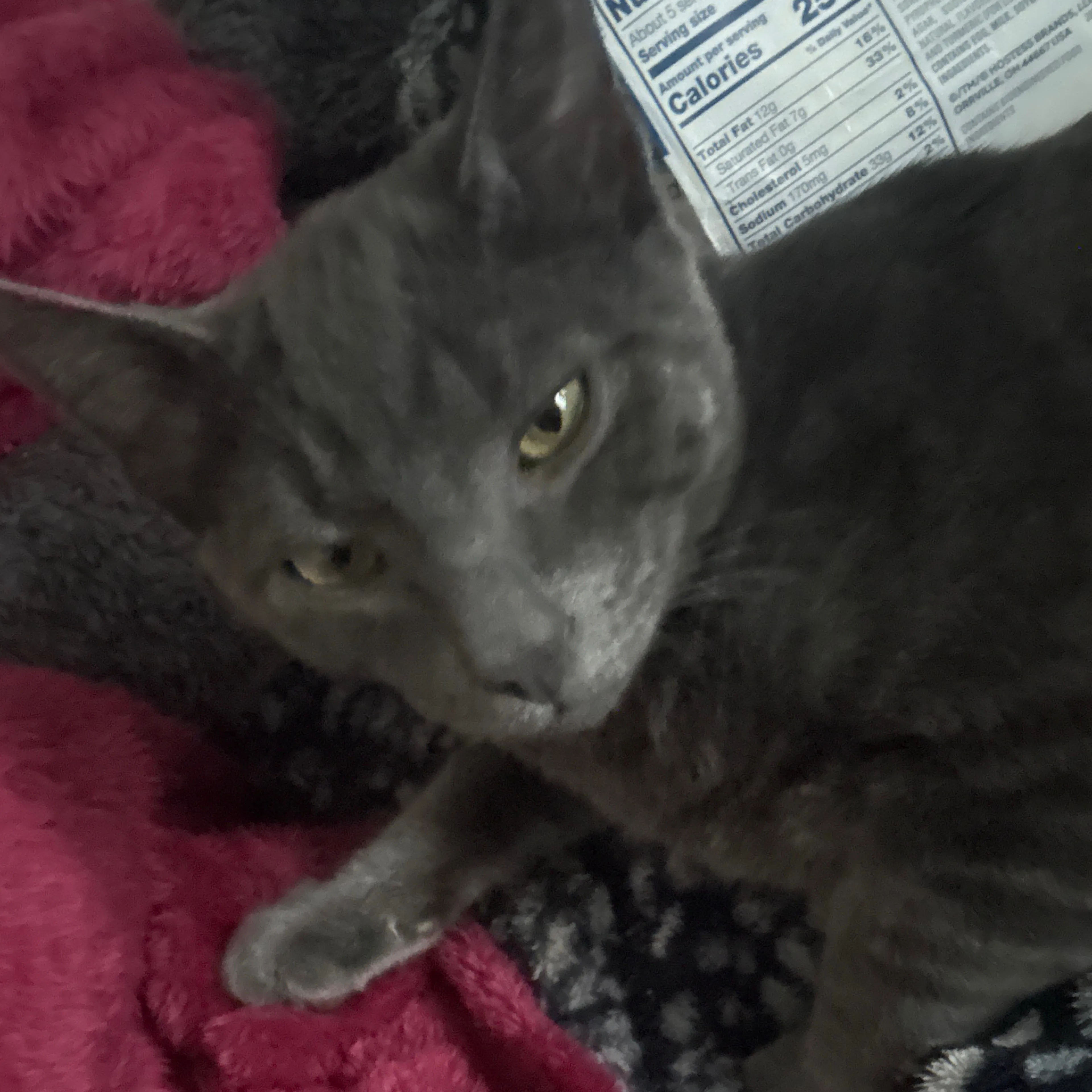 Lost pet-2
