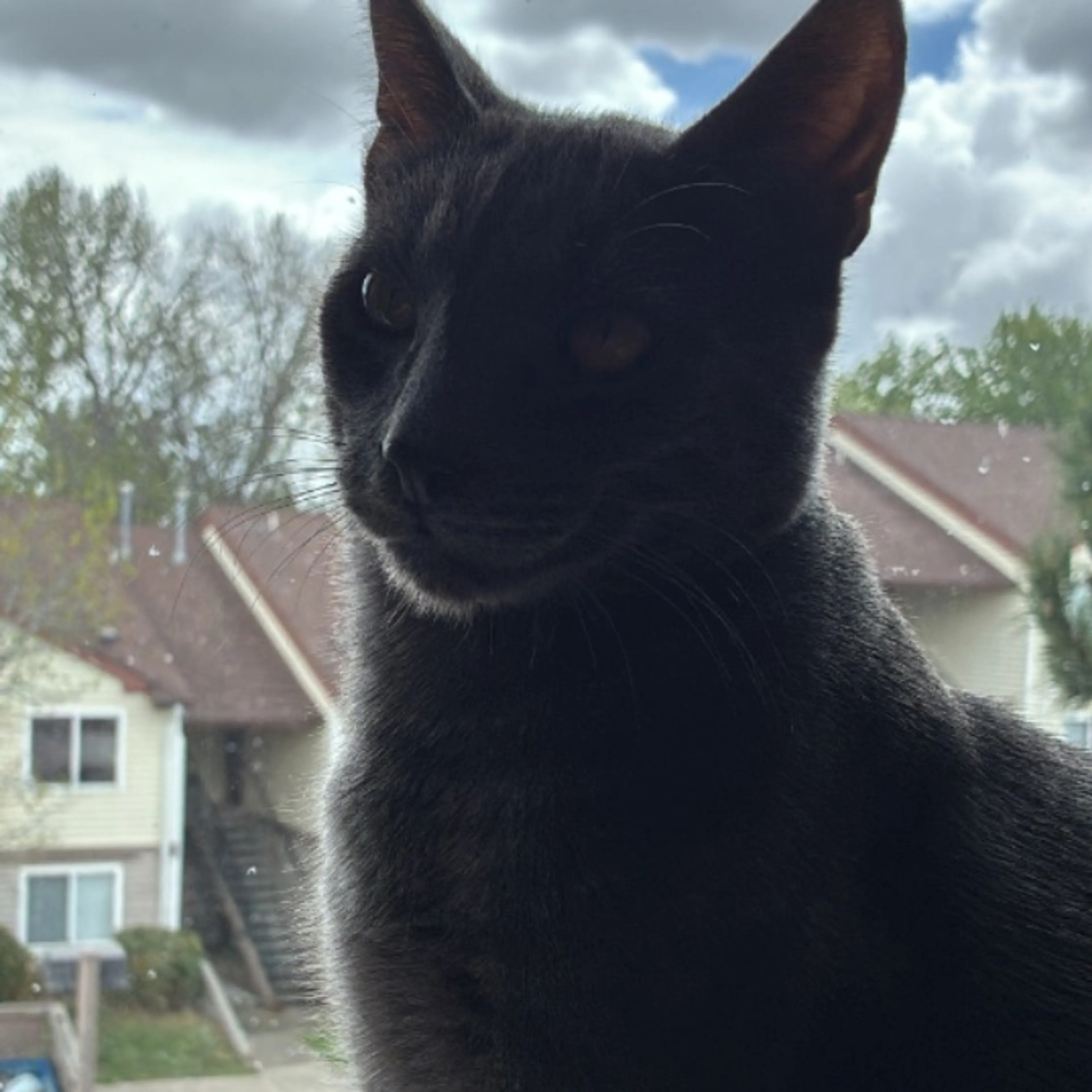 Lost pet-0