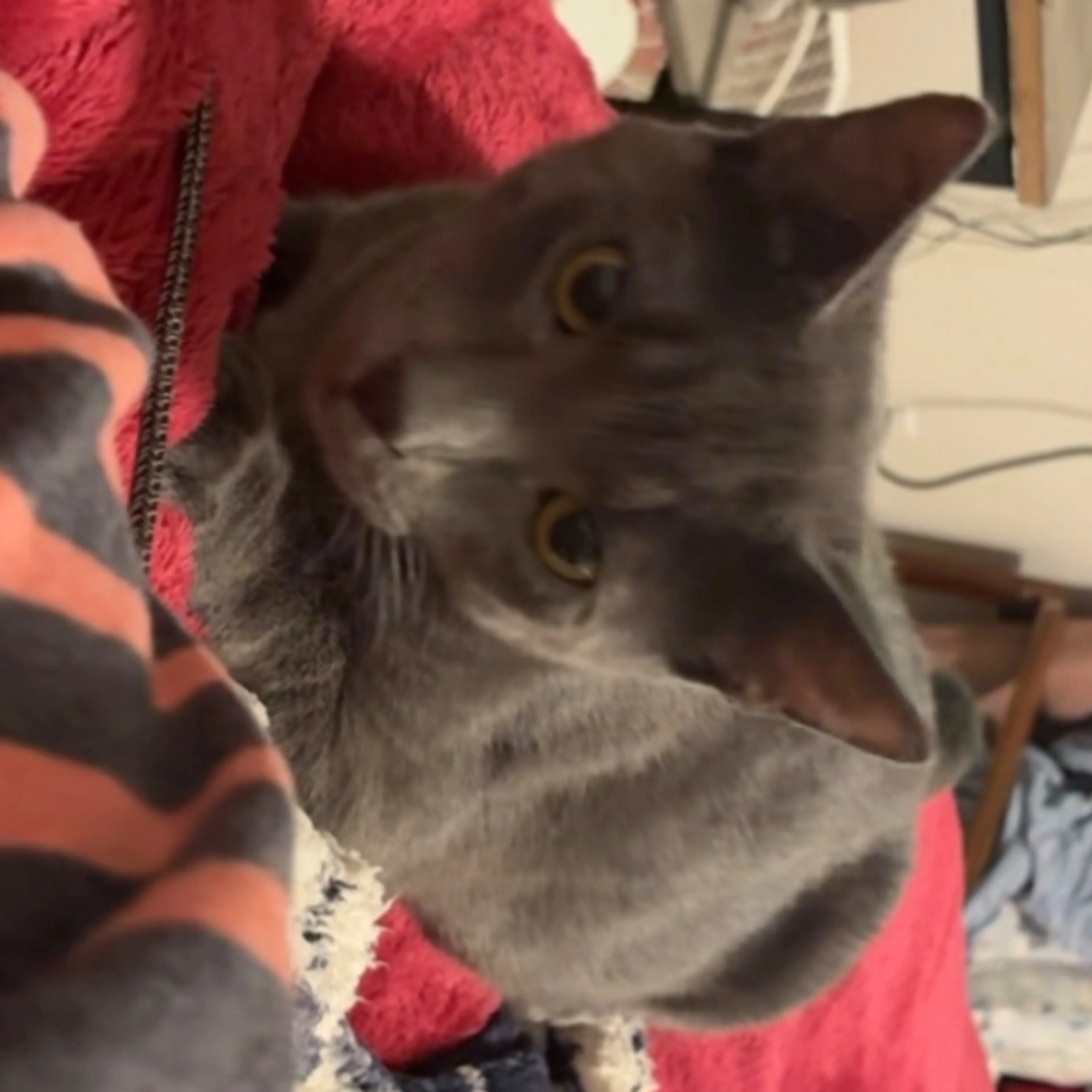 Lost pet-1