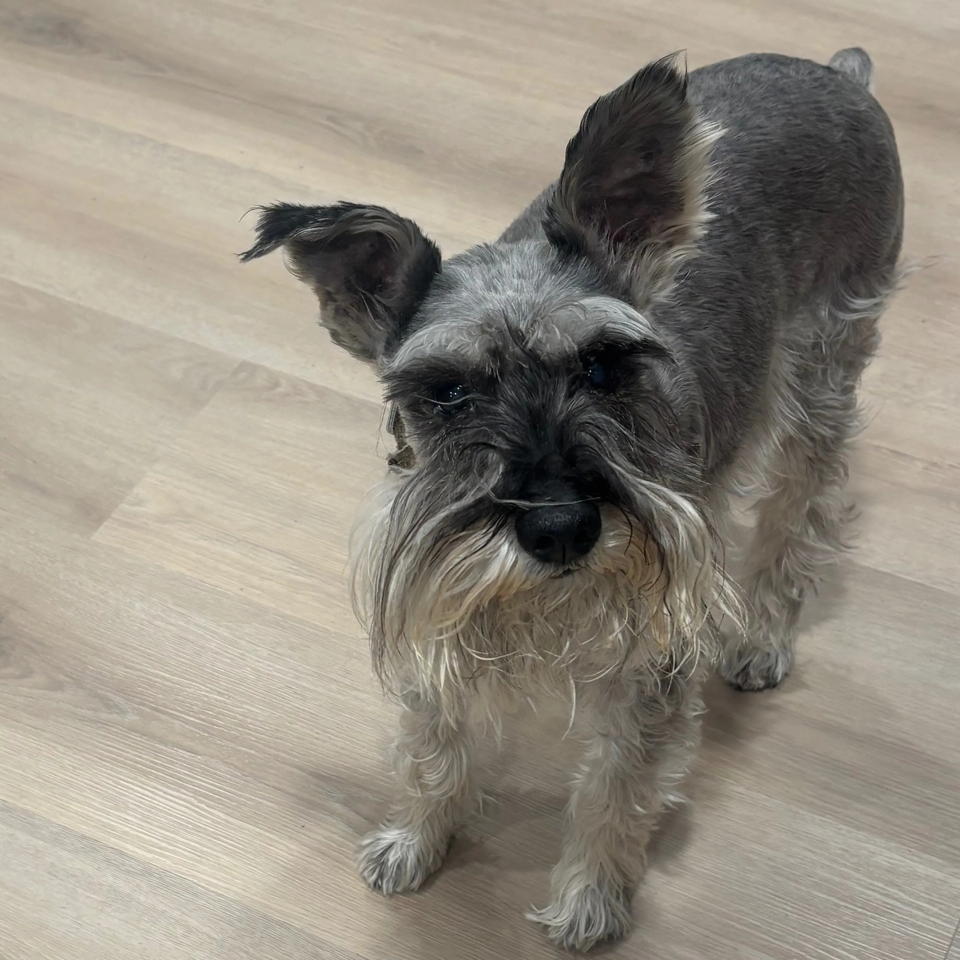 Lost pet-1