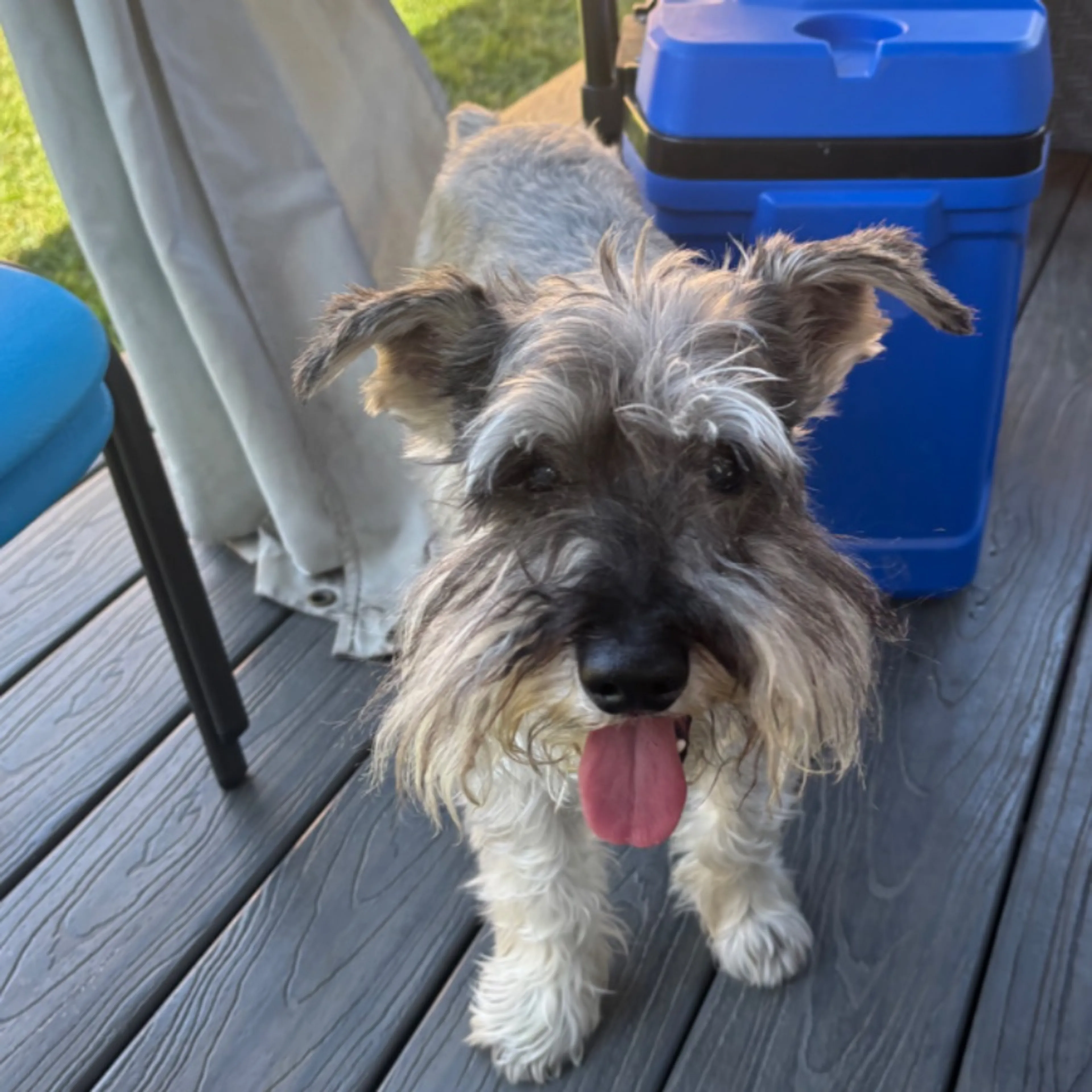 Lost pet-0