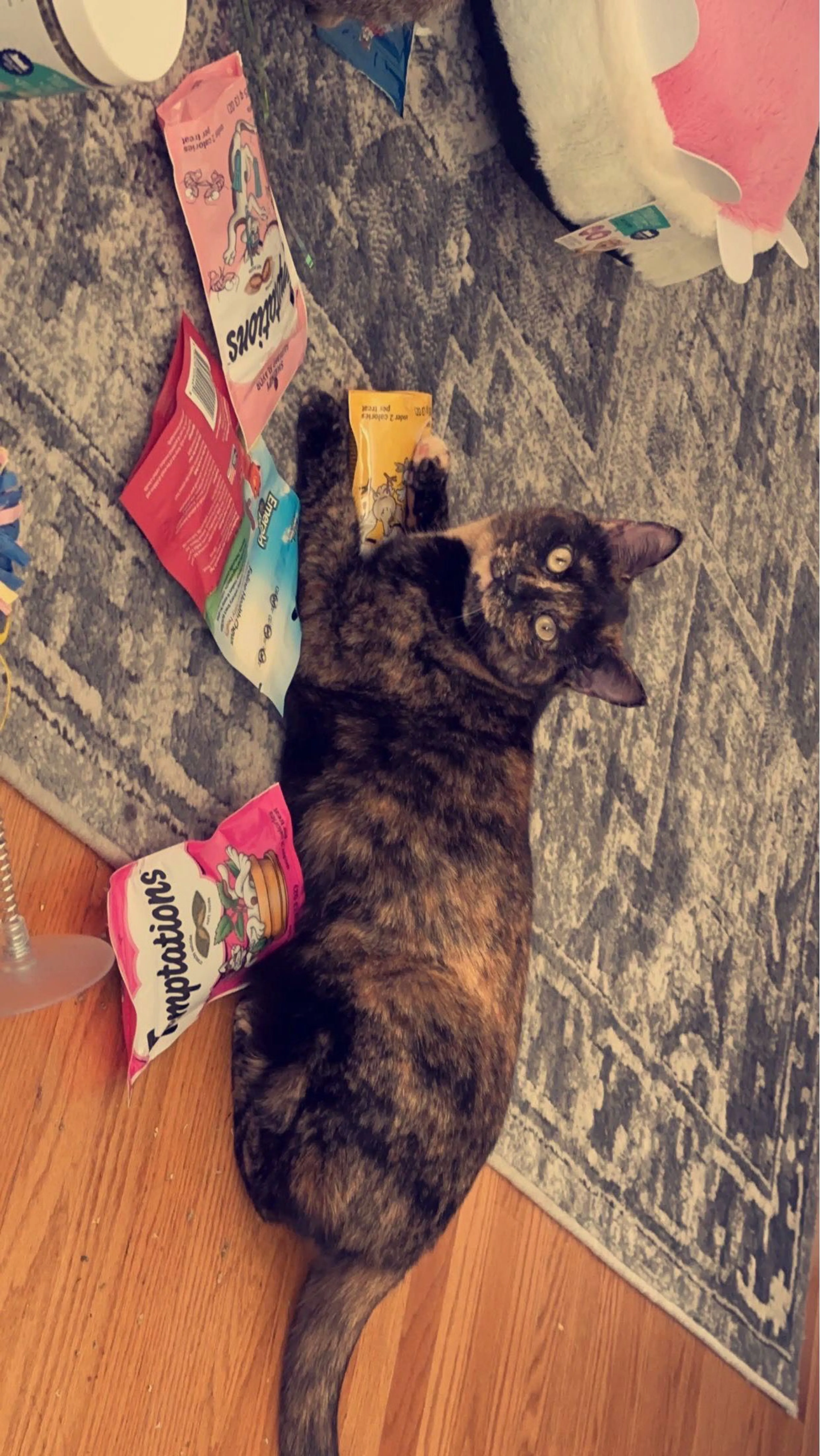 Lost pet-0