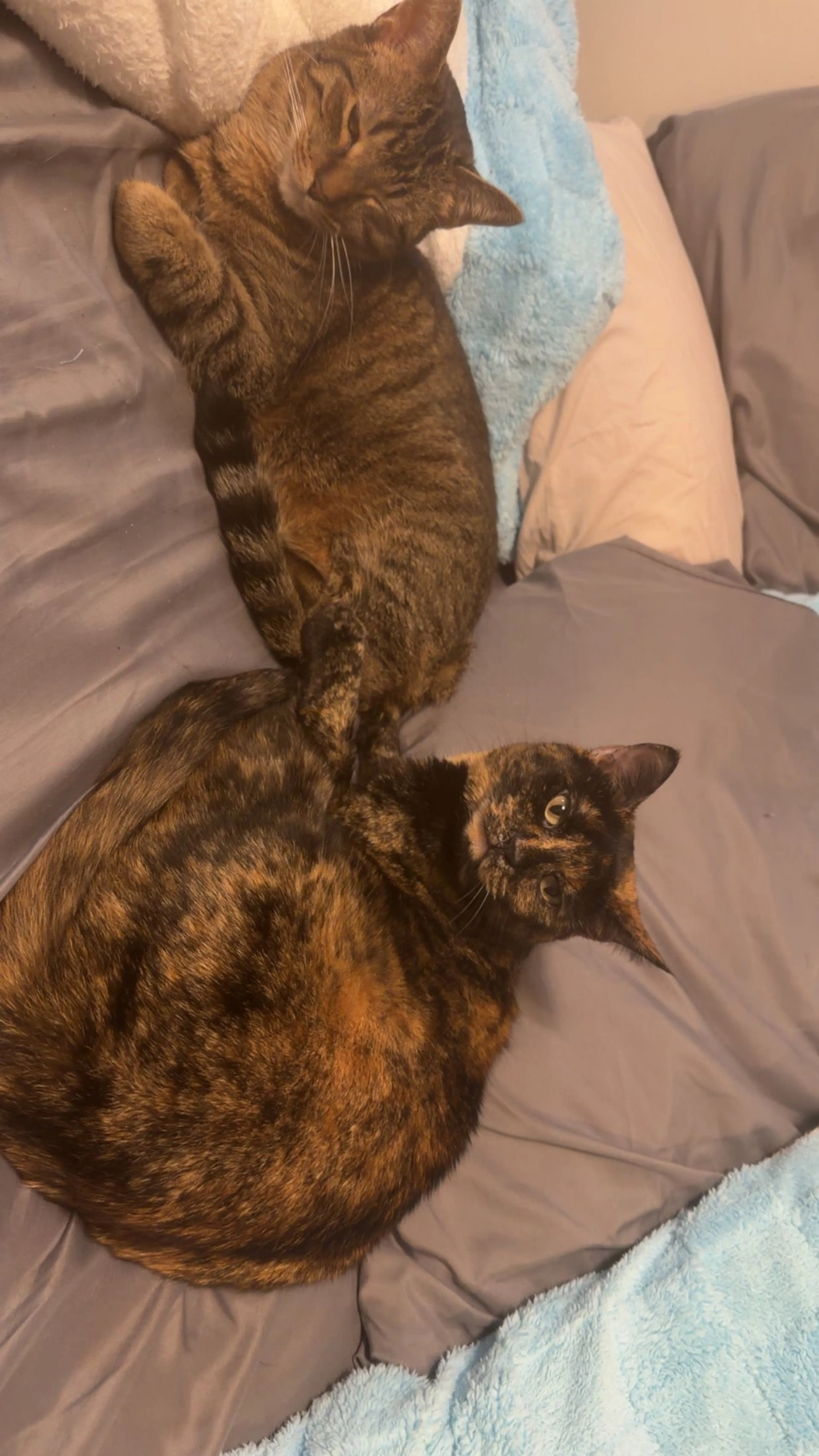 Lost pet-1