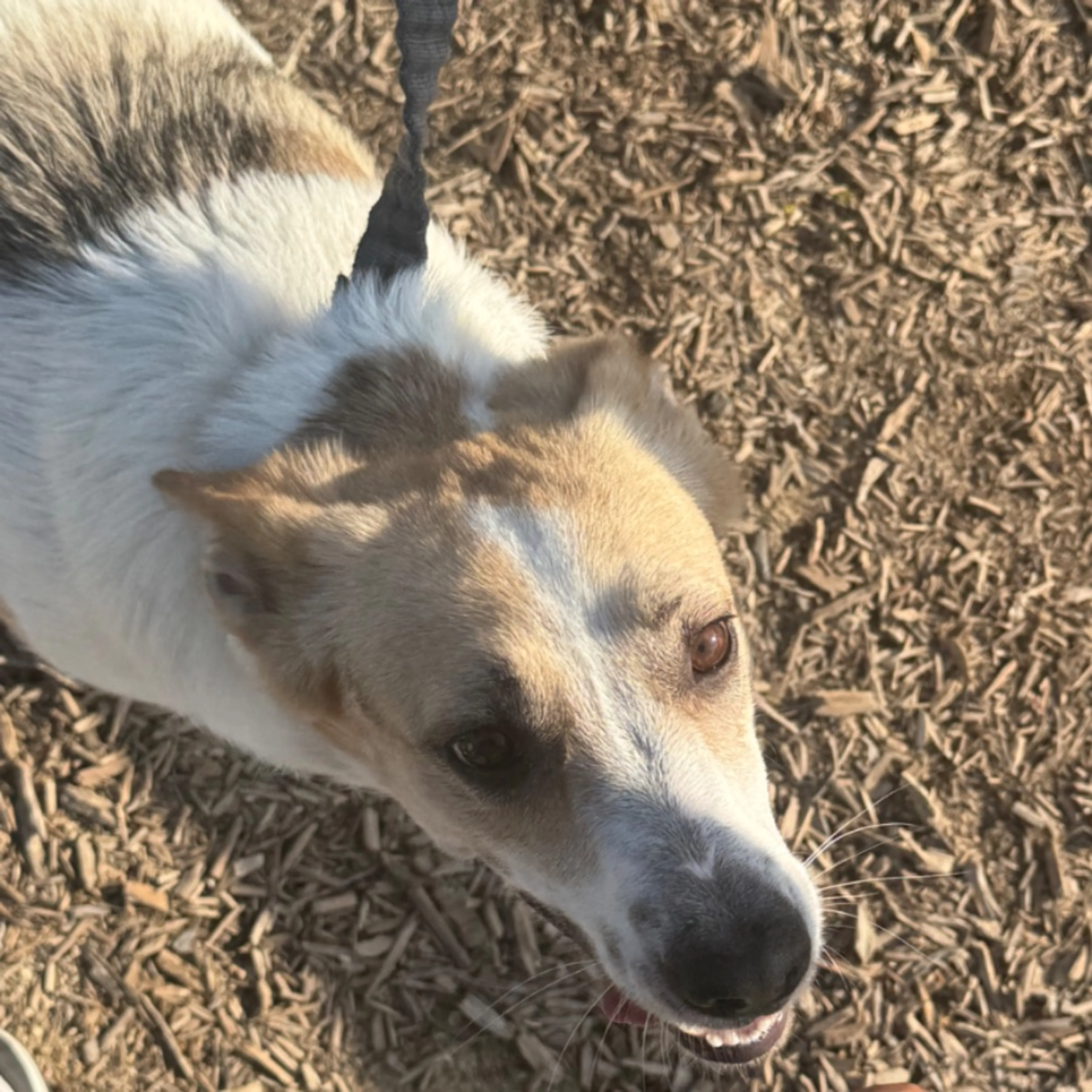 Found pet