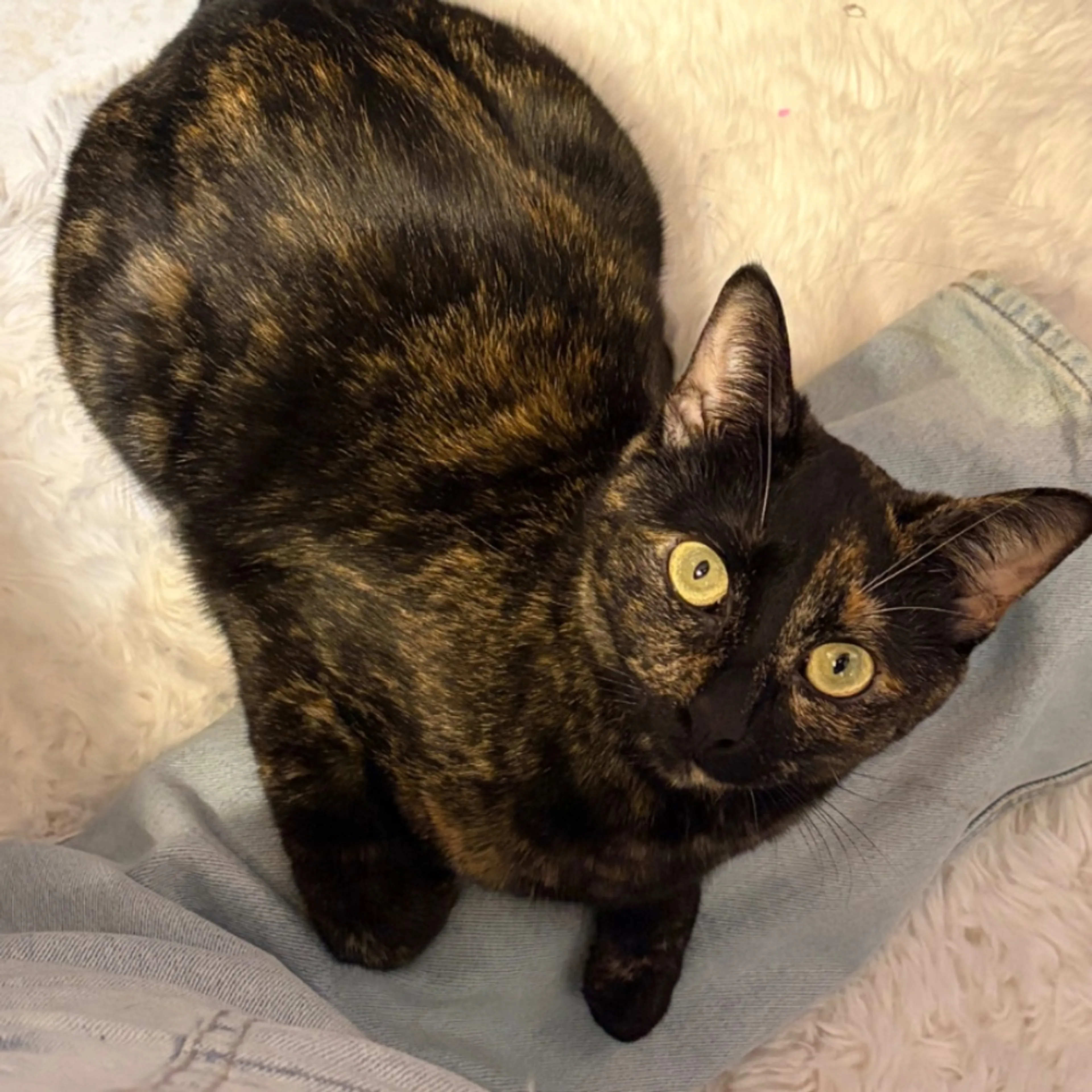 Lost pet