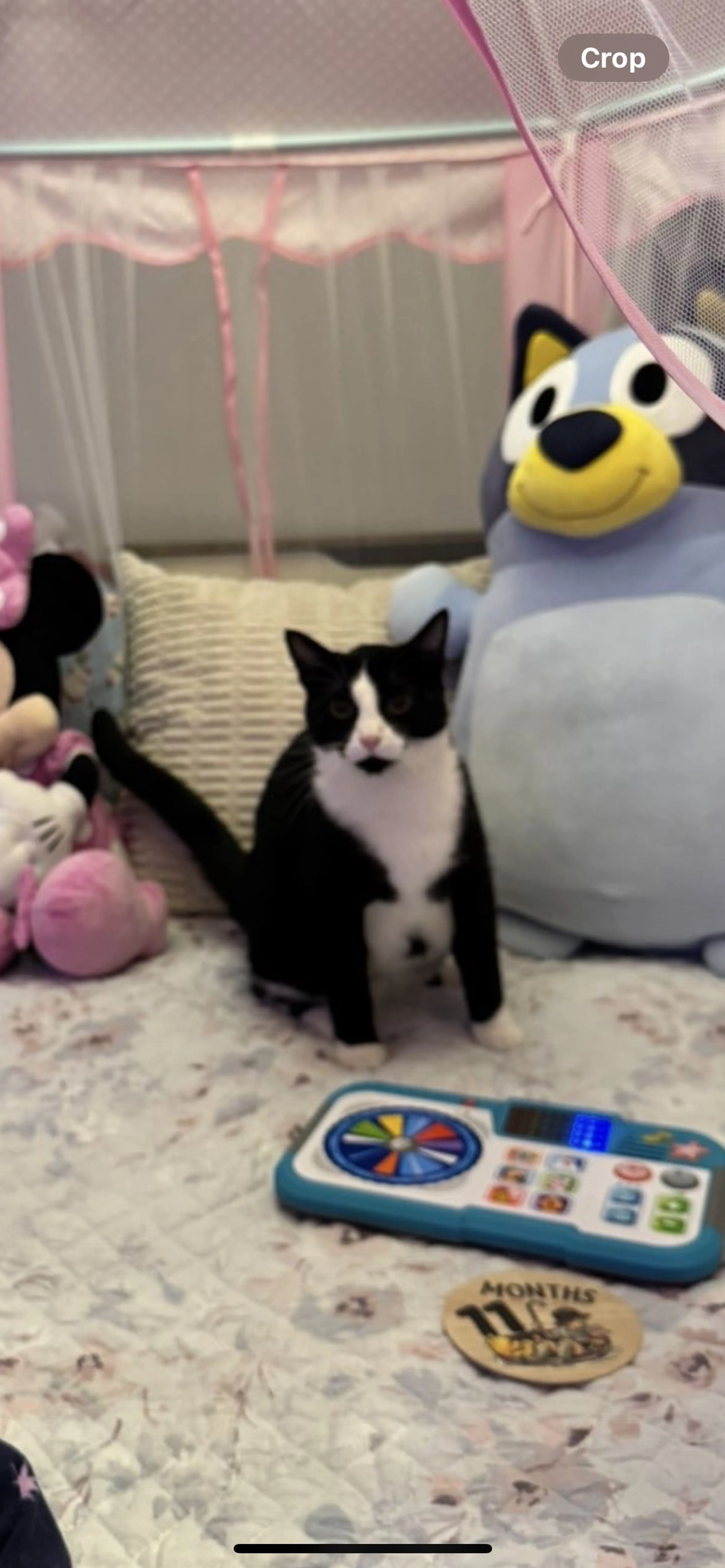 Lost pet-1