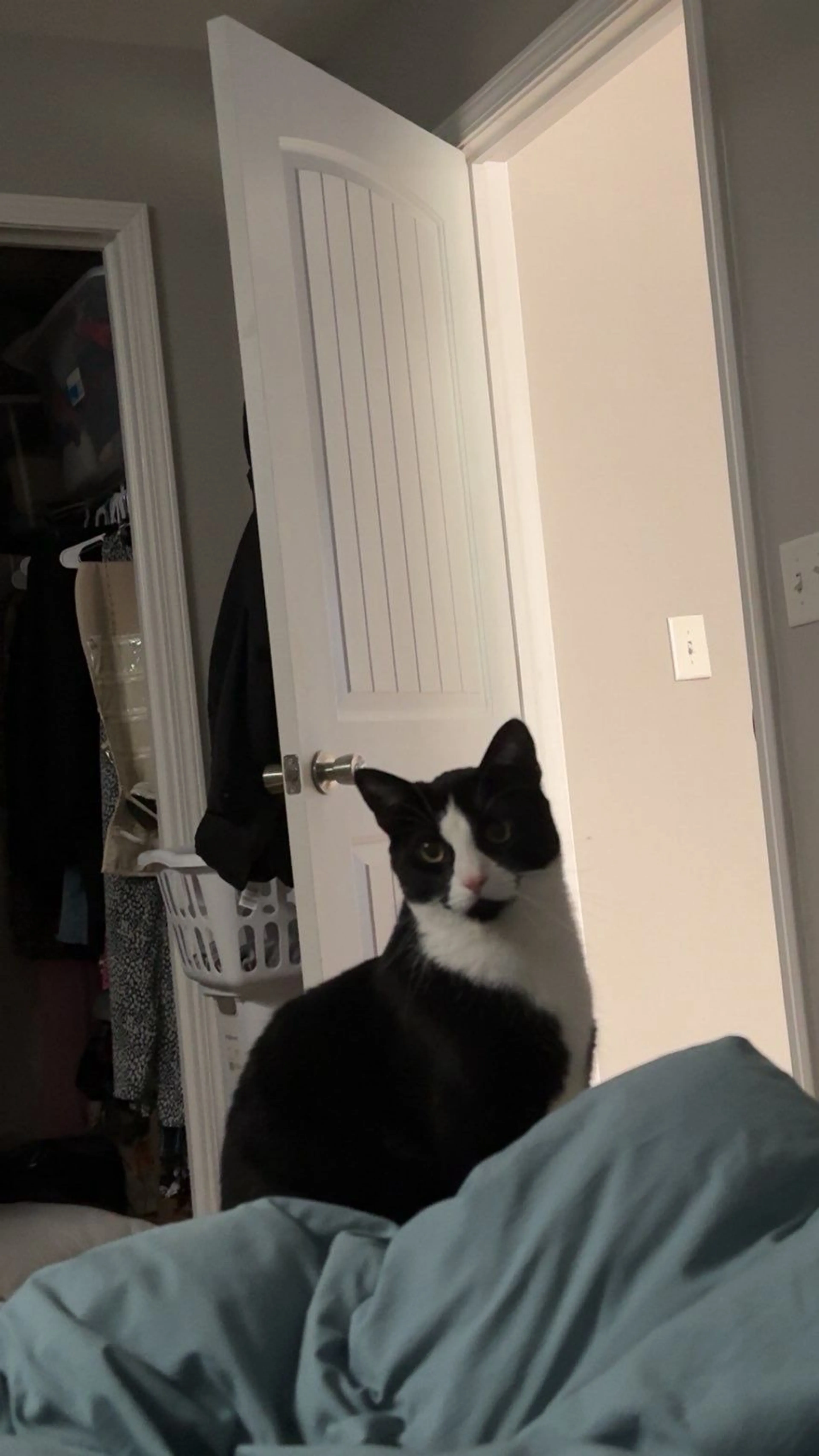 Lost pet-2