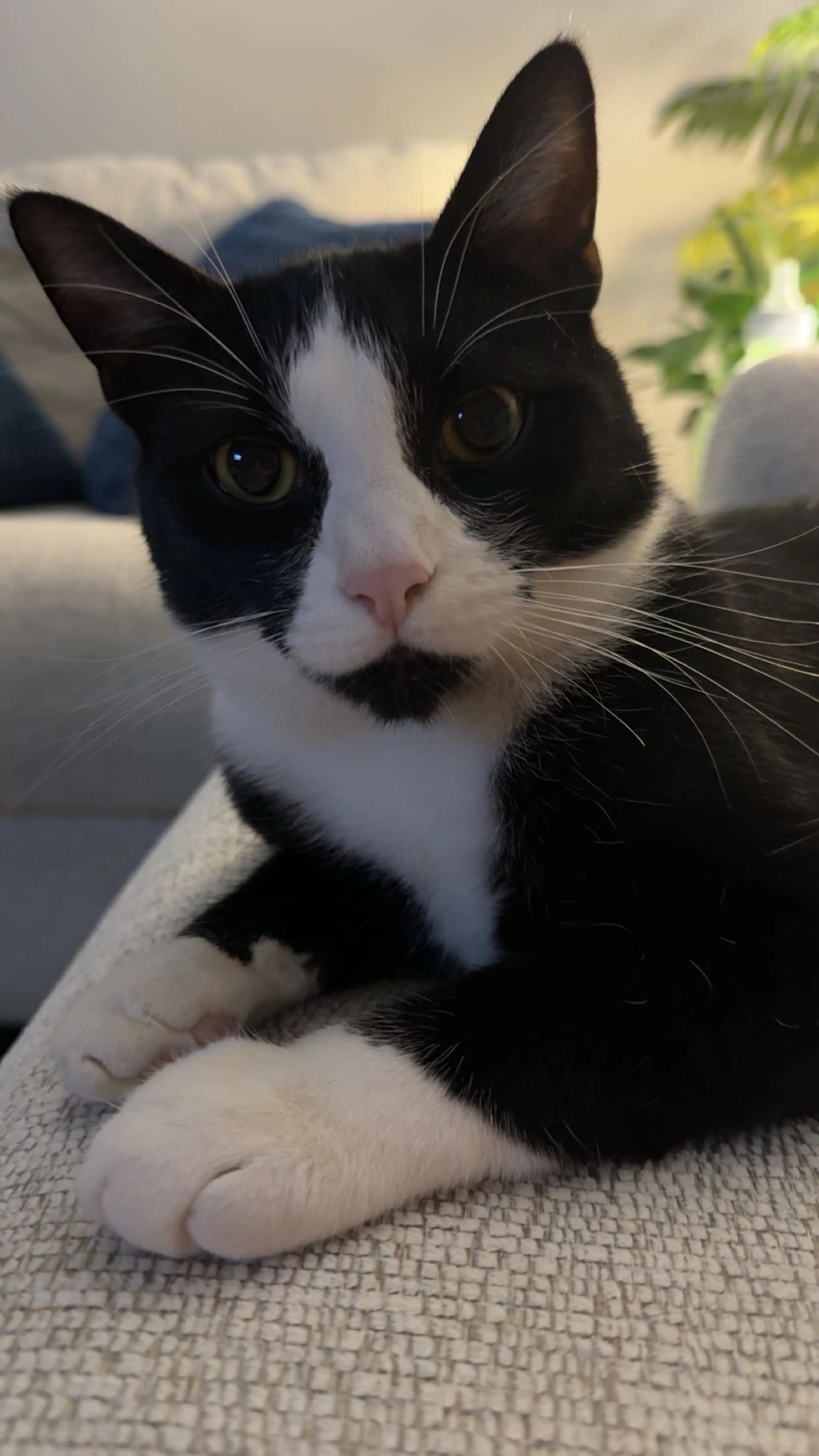 Lost pet-0