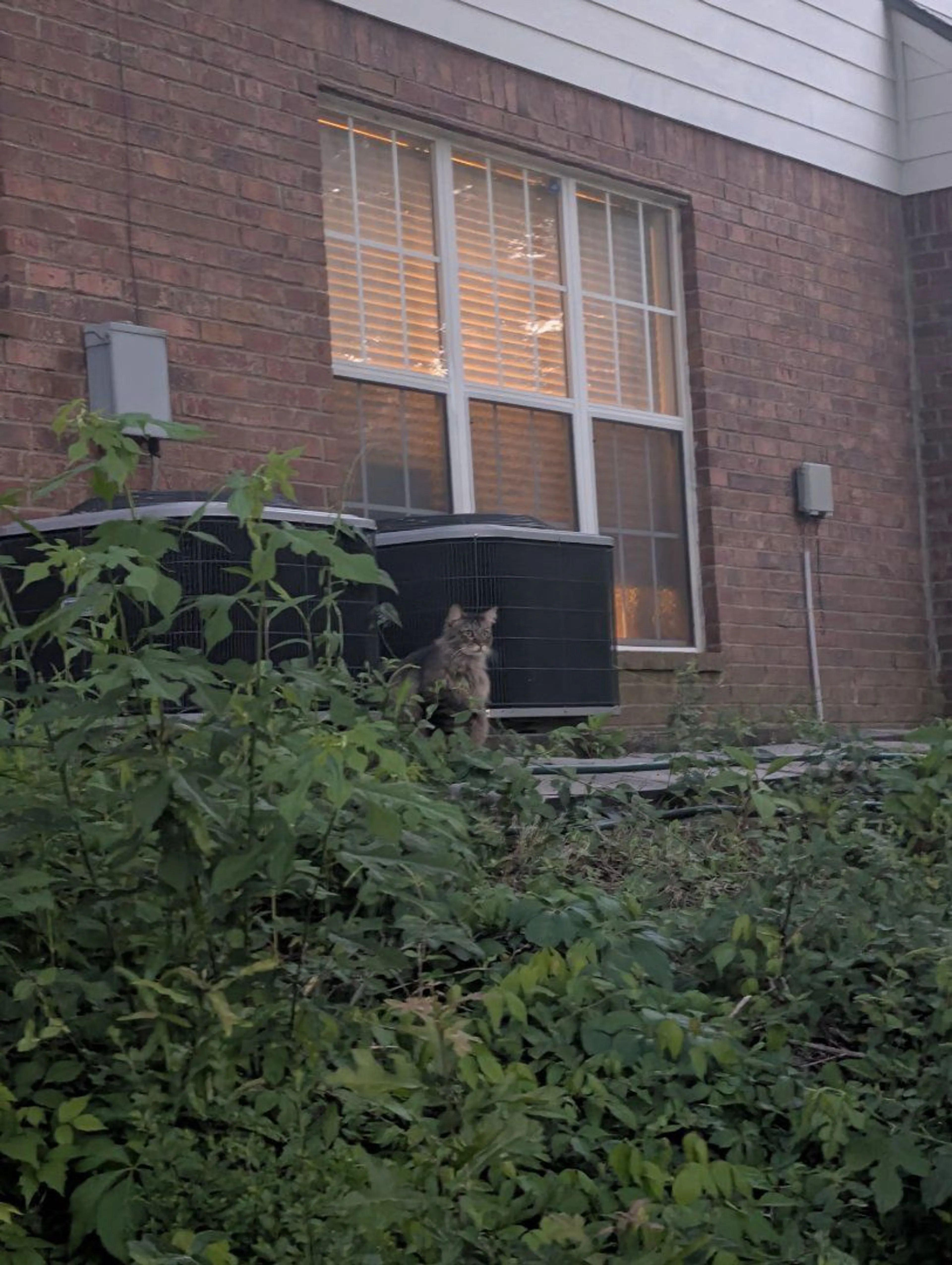 Lost pet-0