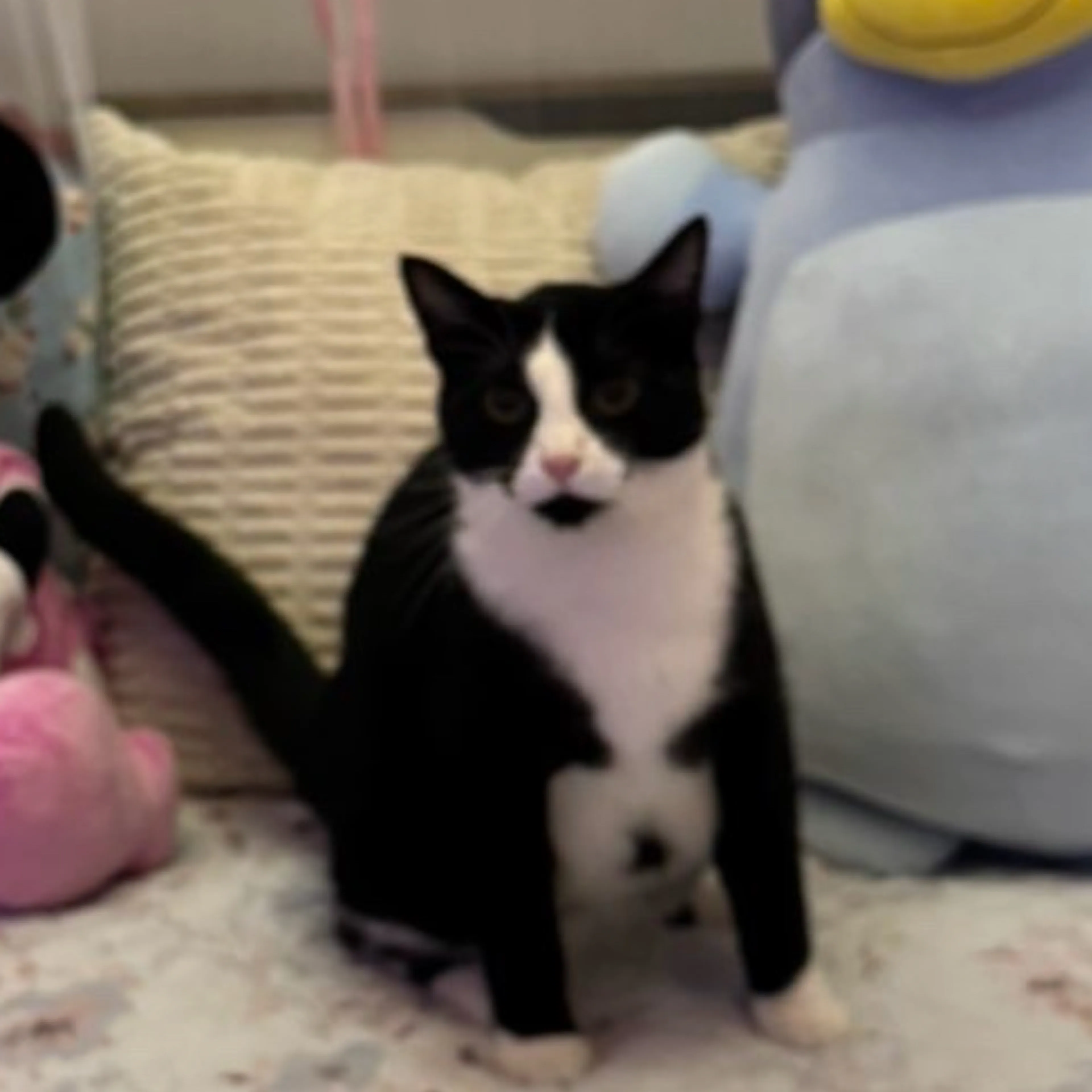 Lost pet-1
