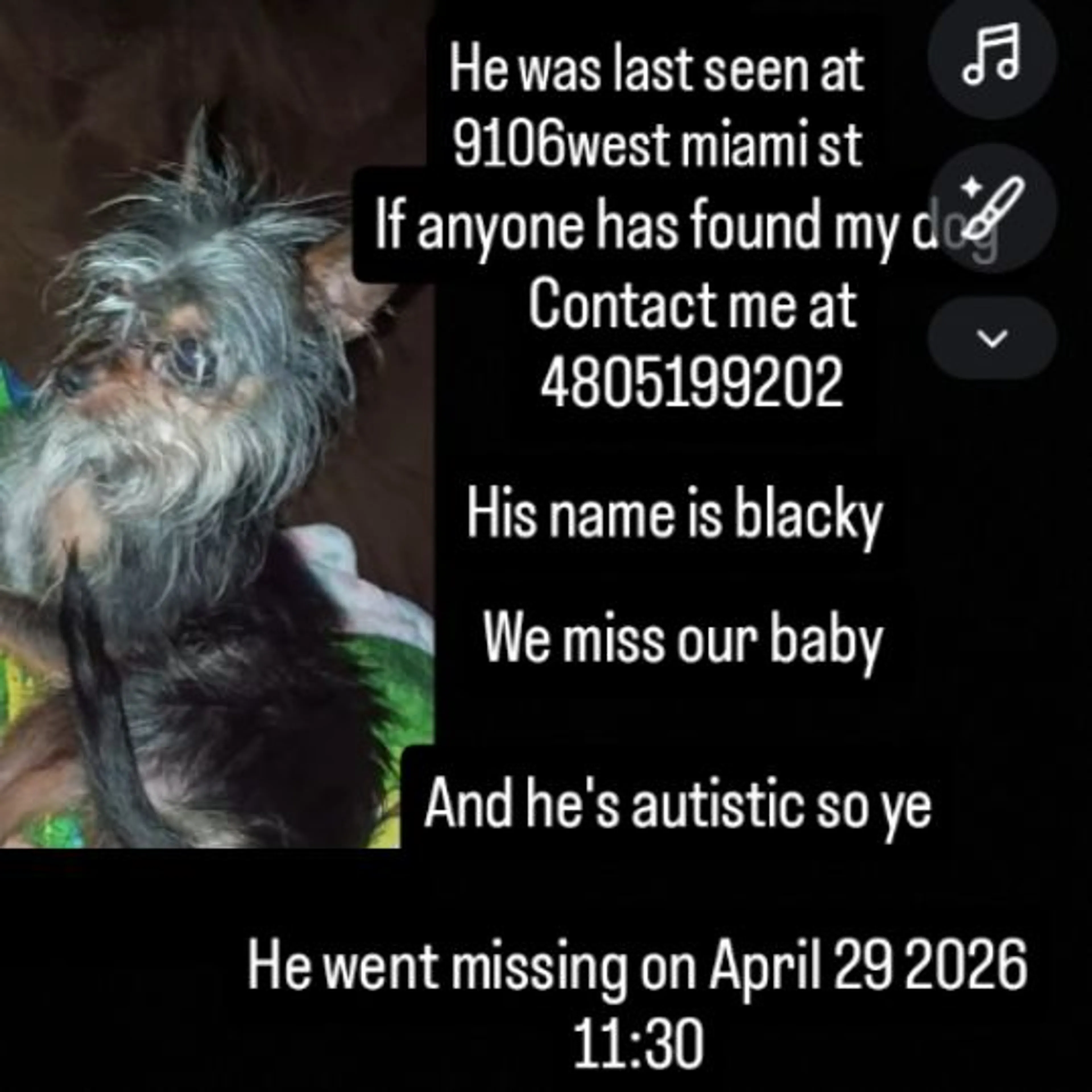 Lost pet