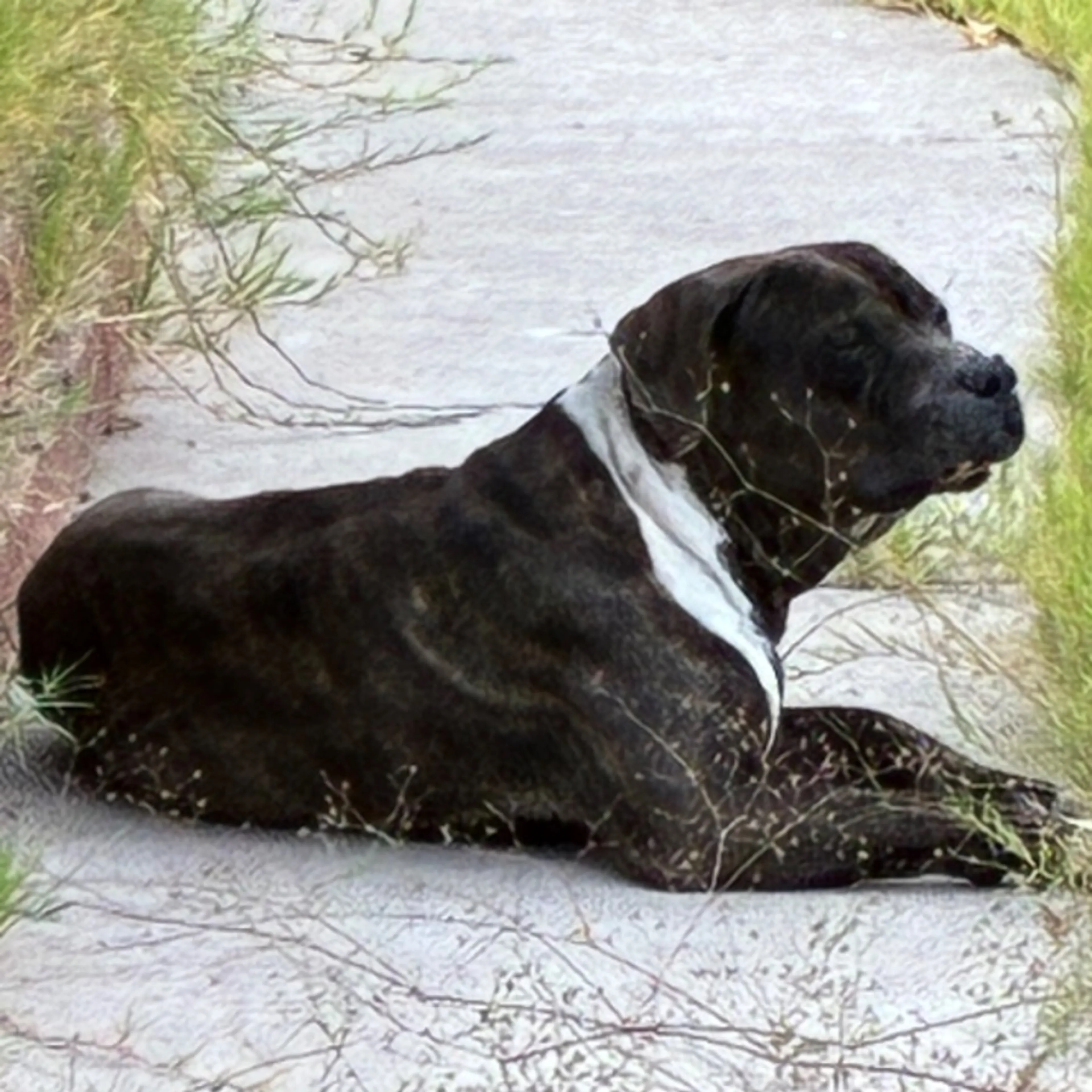 Found pet