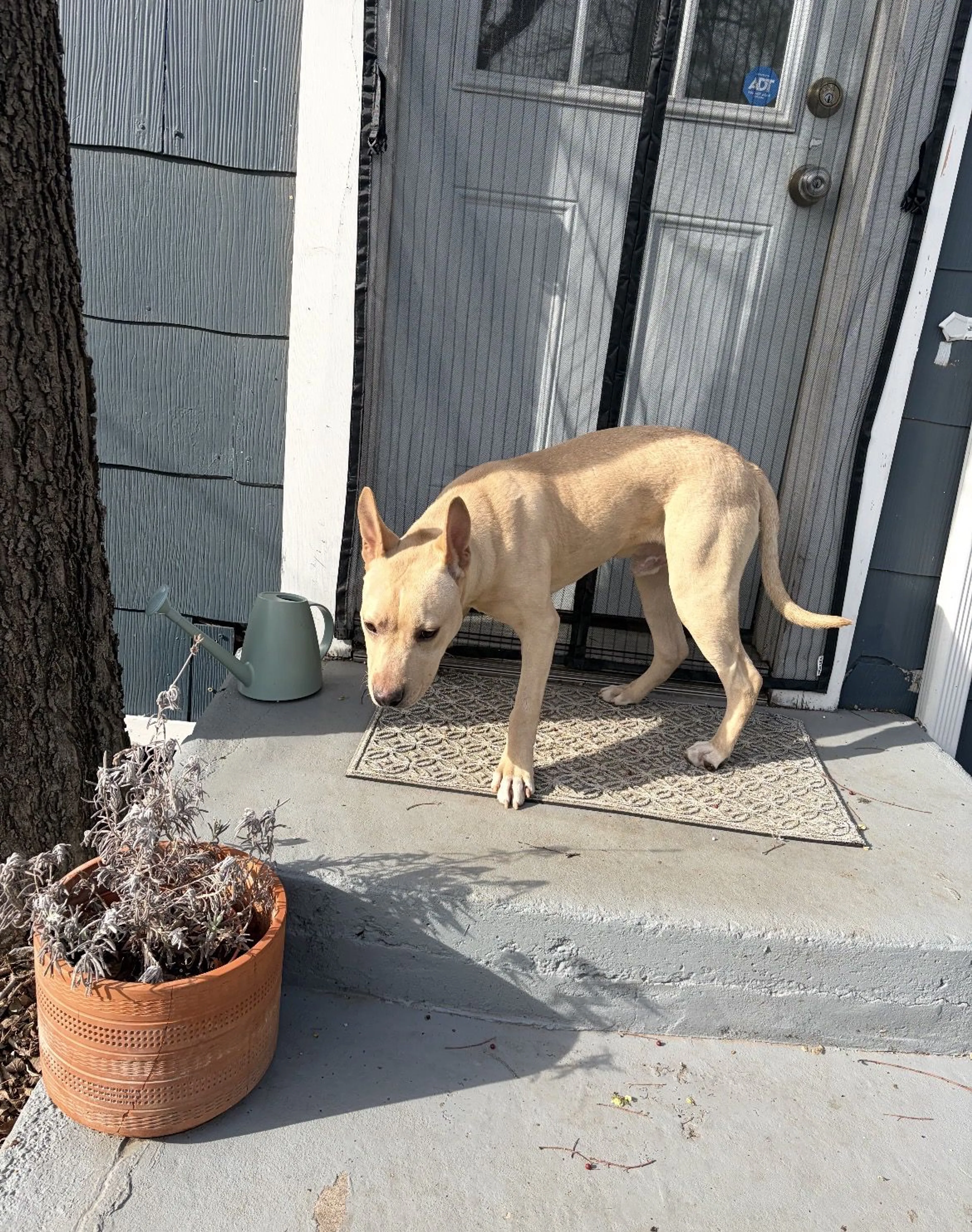 Lost pet