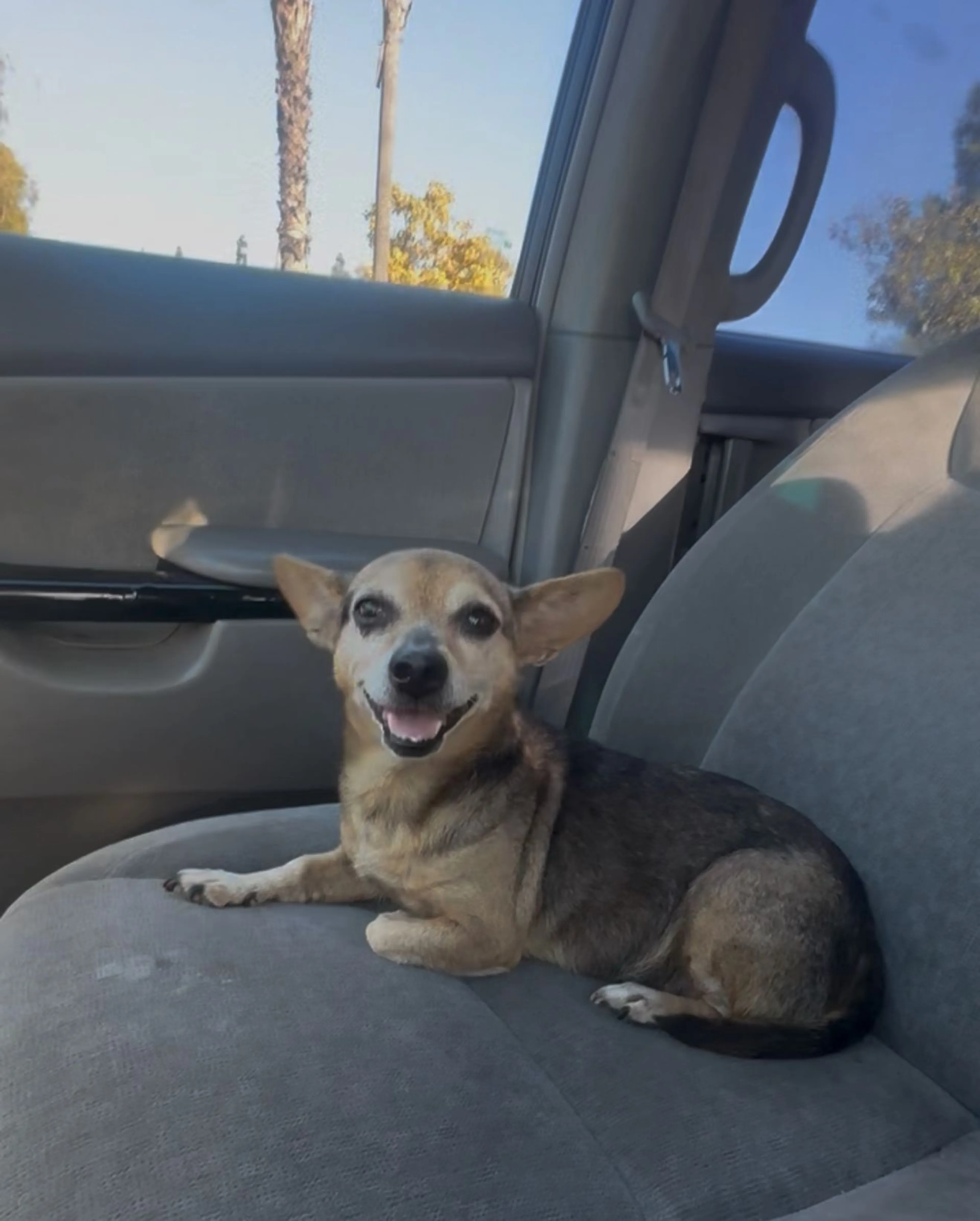 Lost pet-0