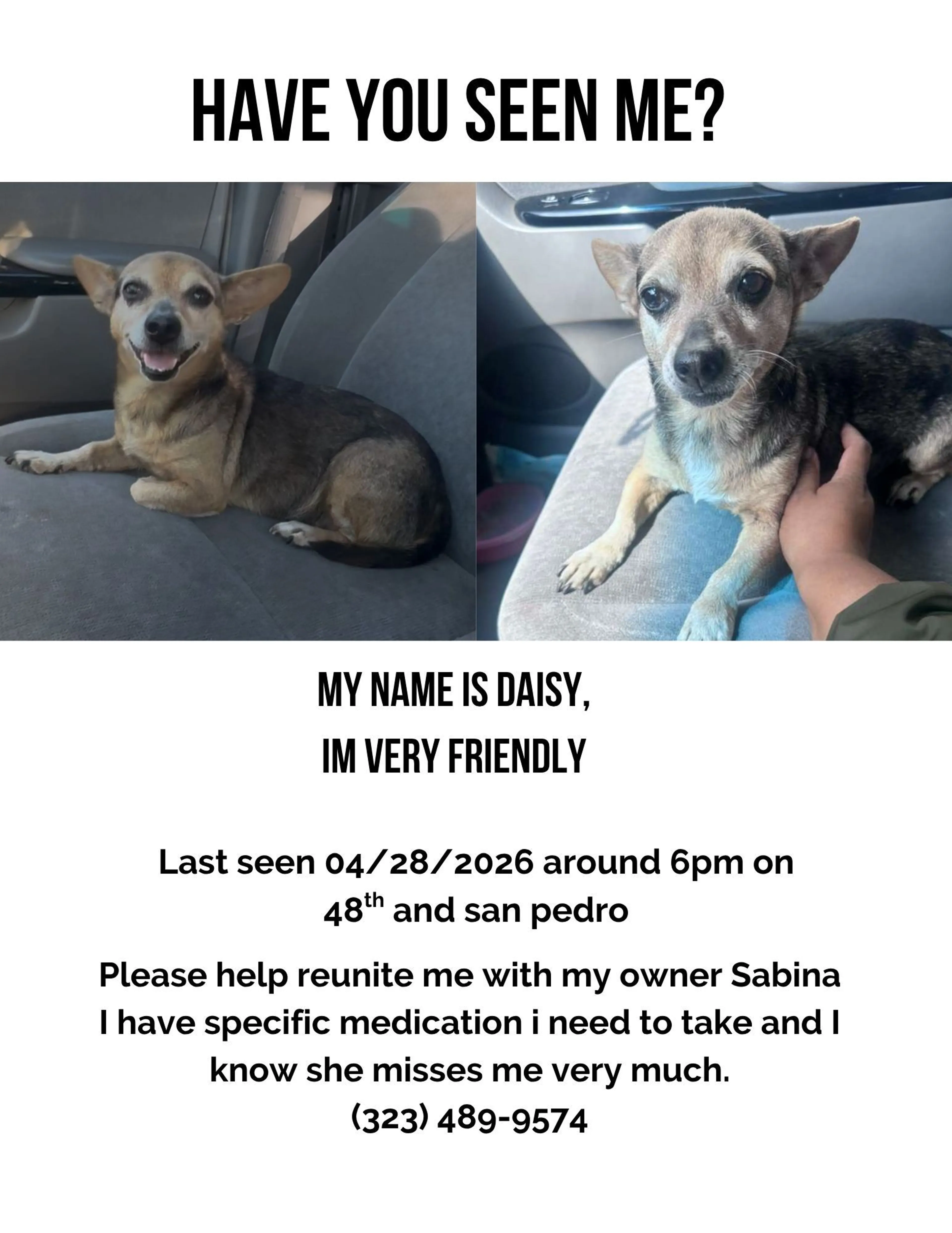 Lost pet-1