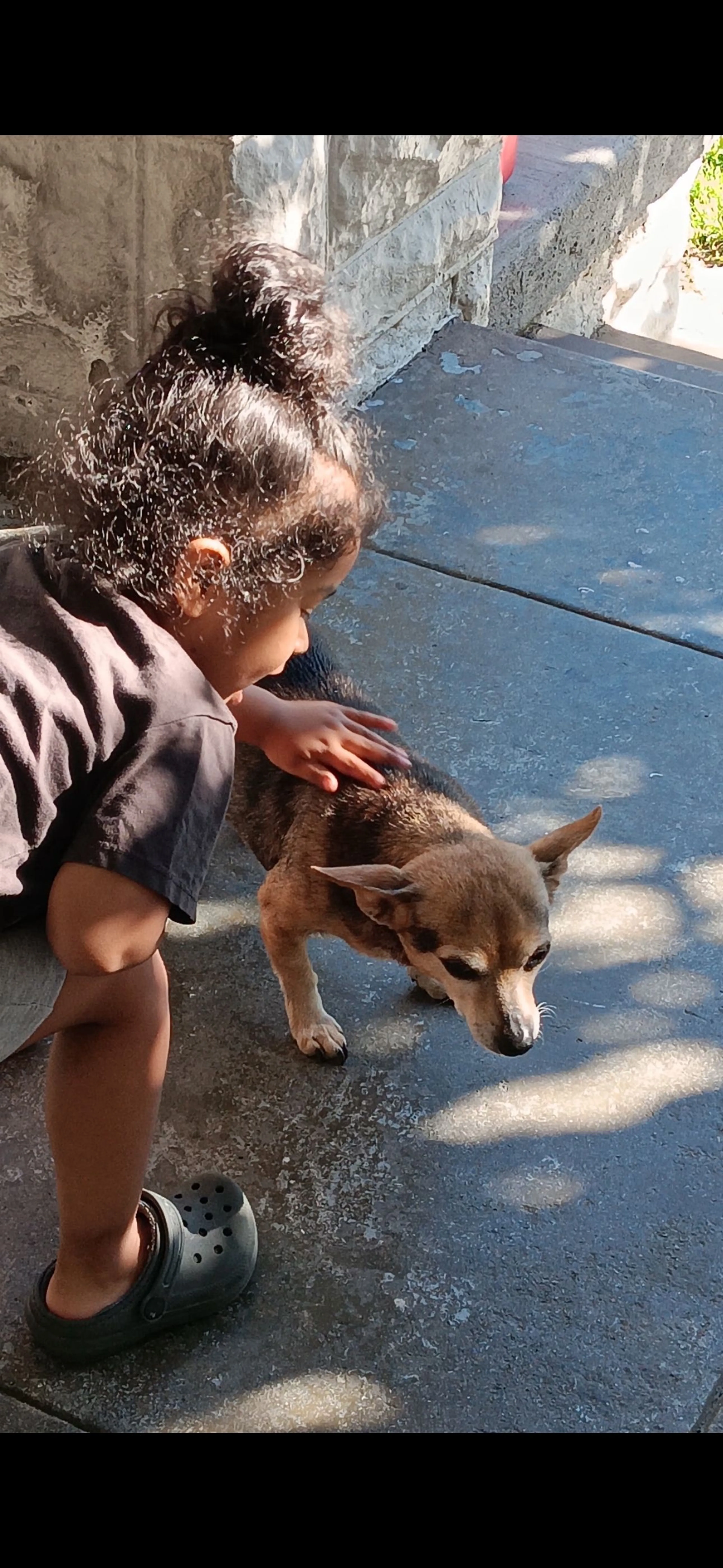 Lost pet-2