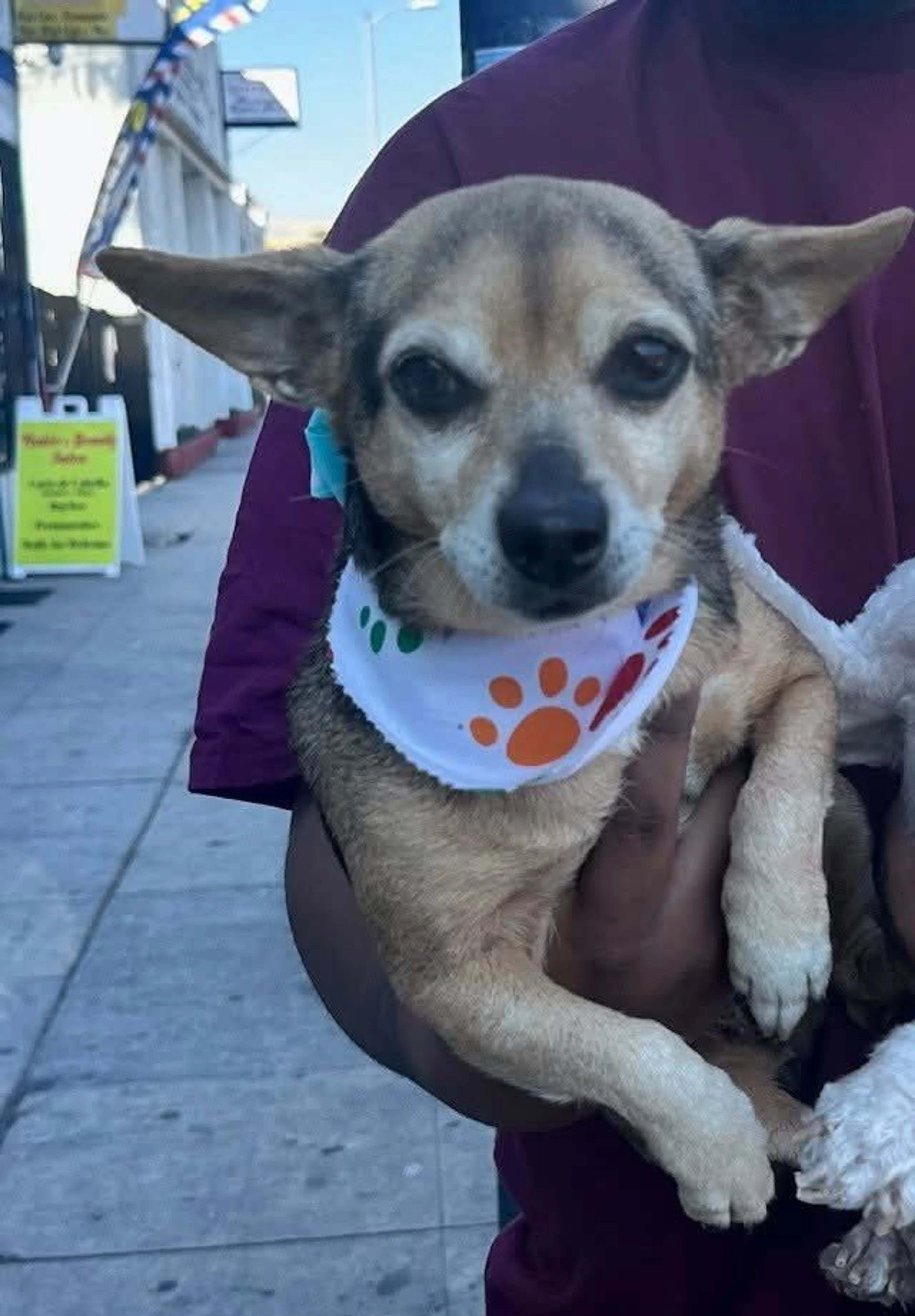 Lost pet-3