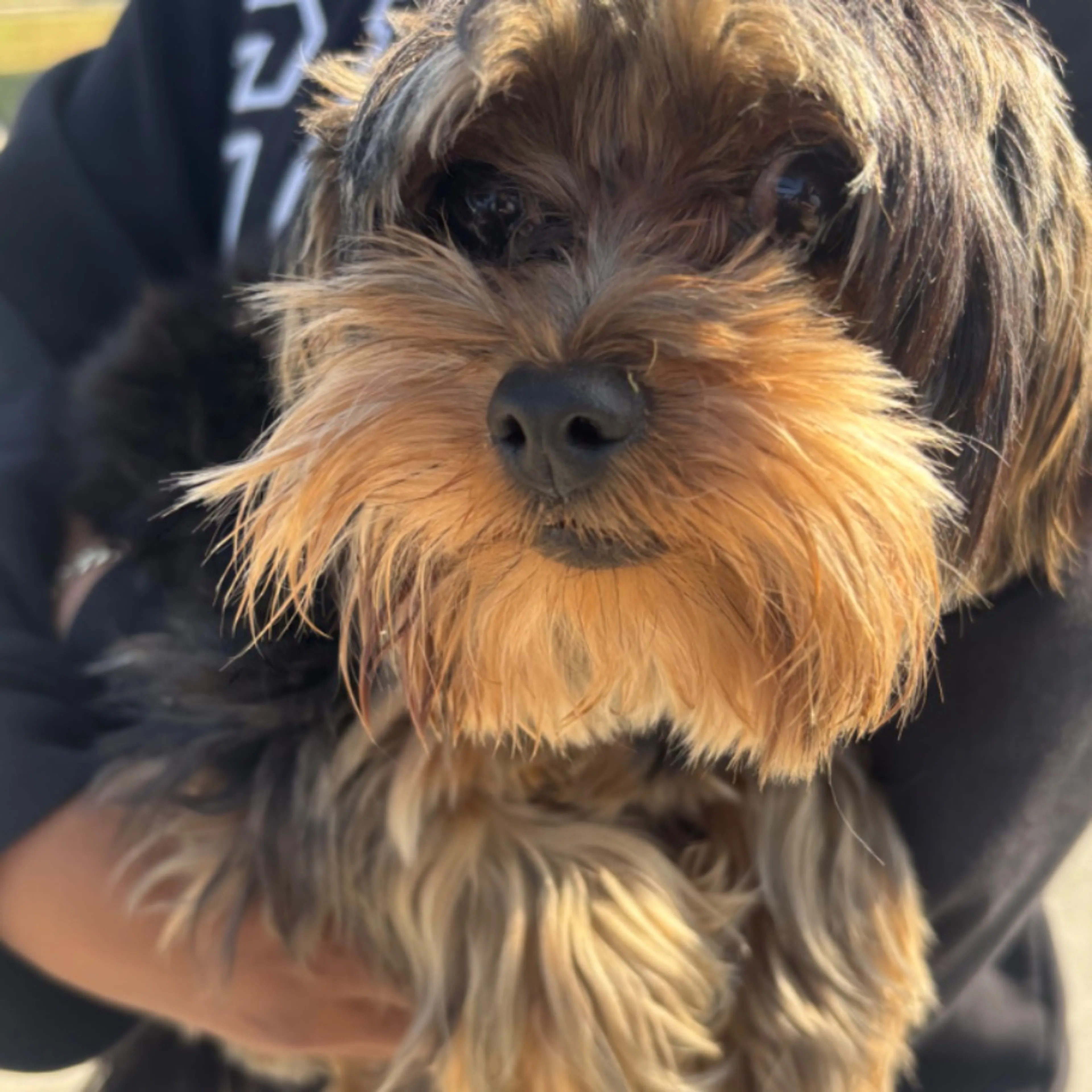 Found pet