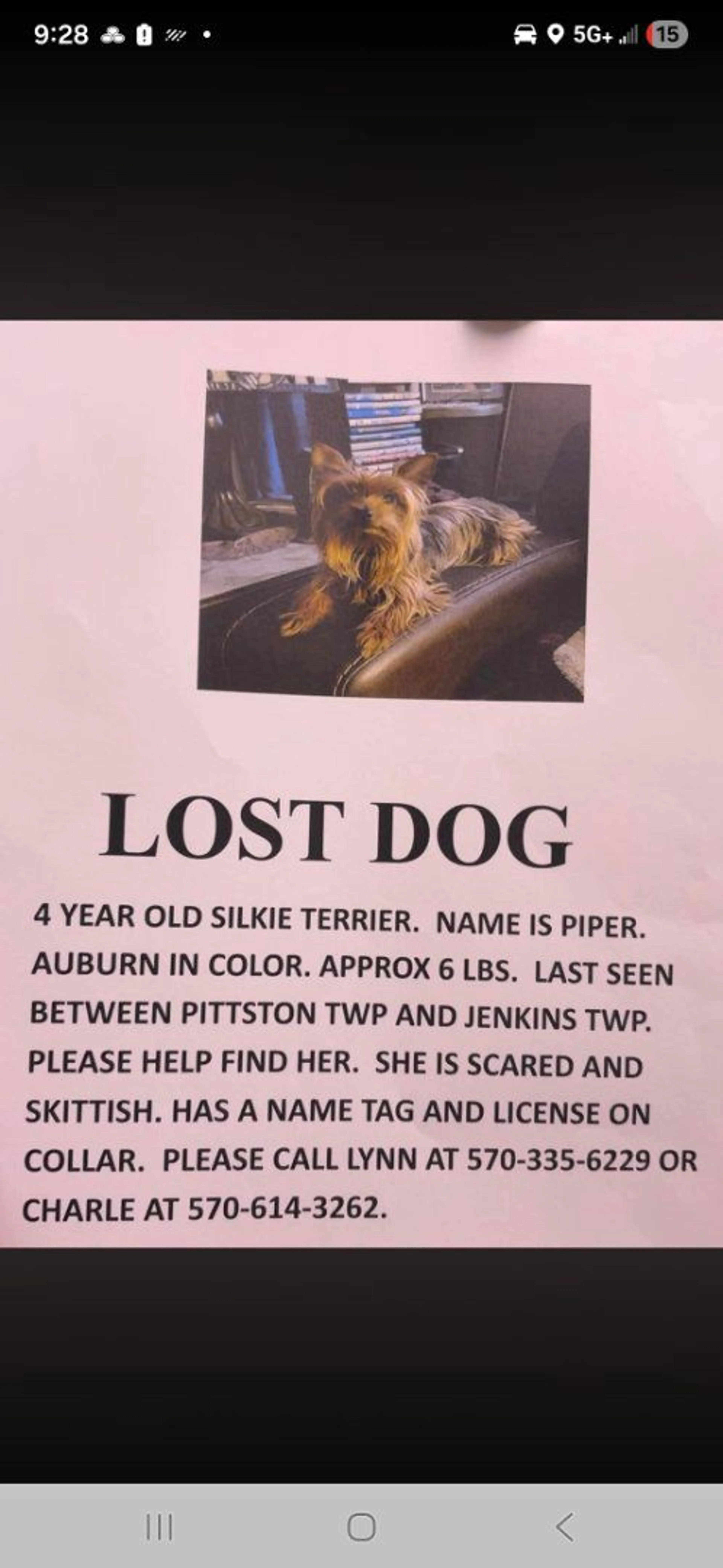 Lost pet
