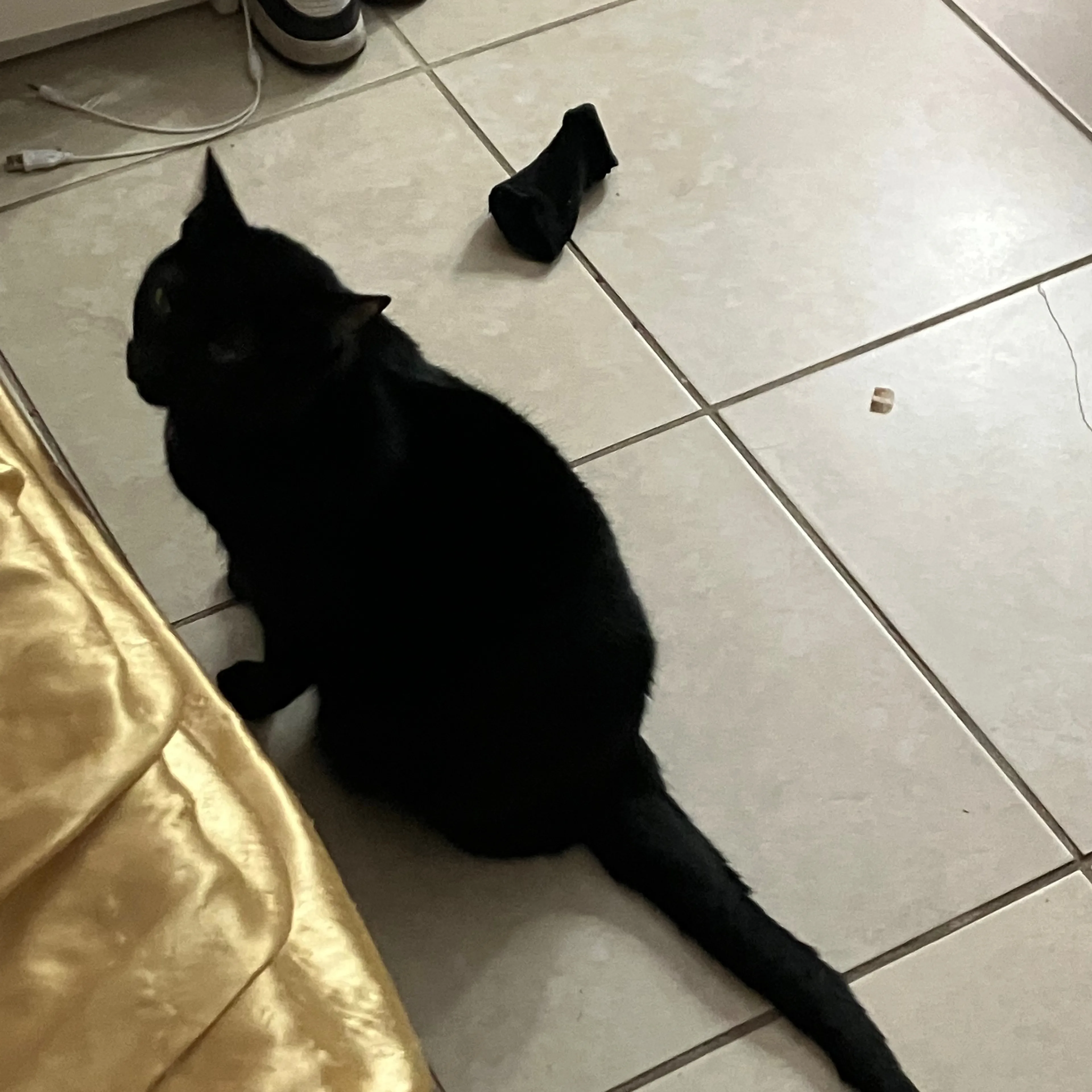 Lost pet-1