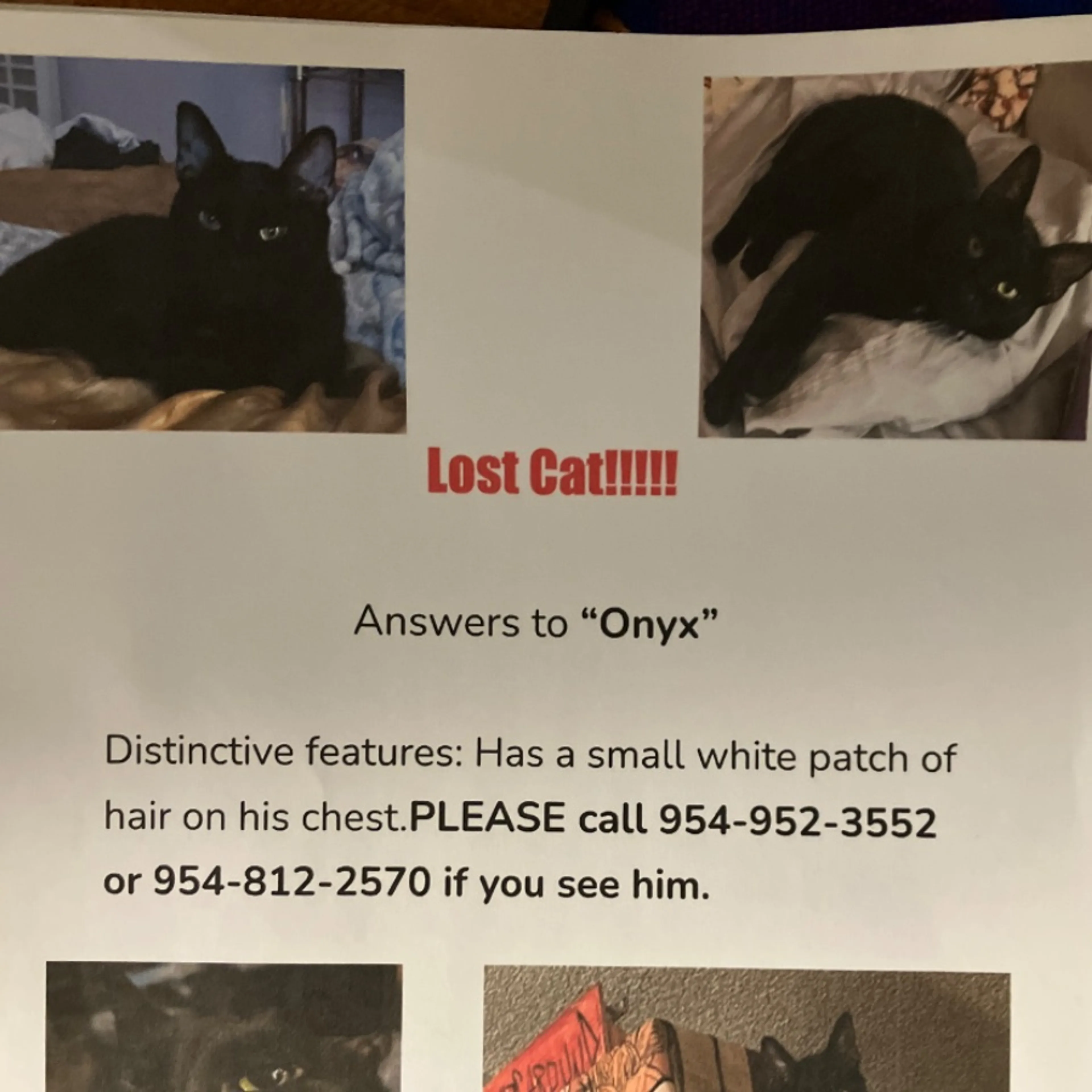 Lost pet-0