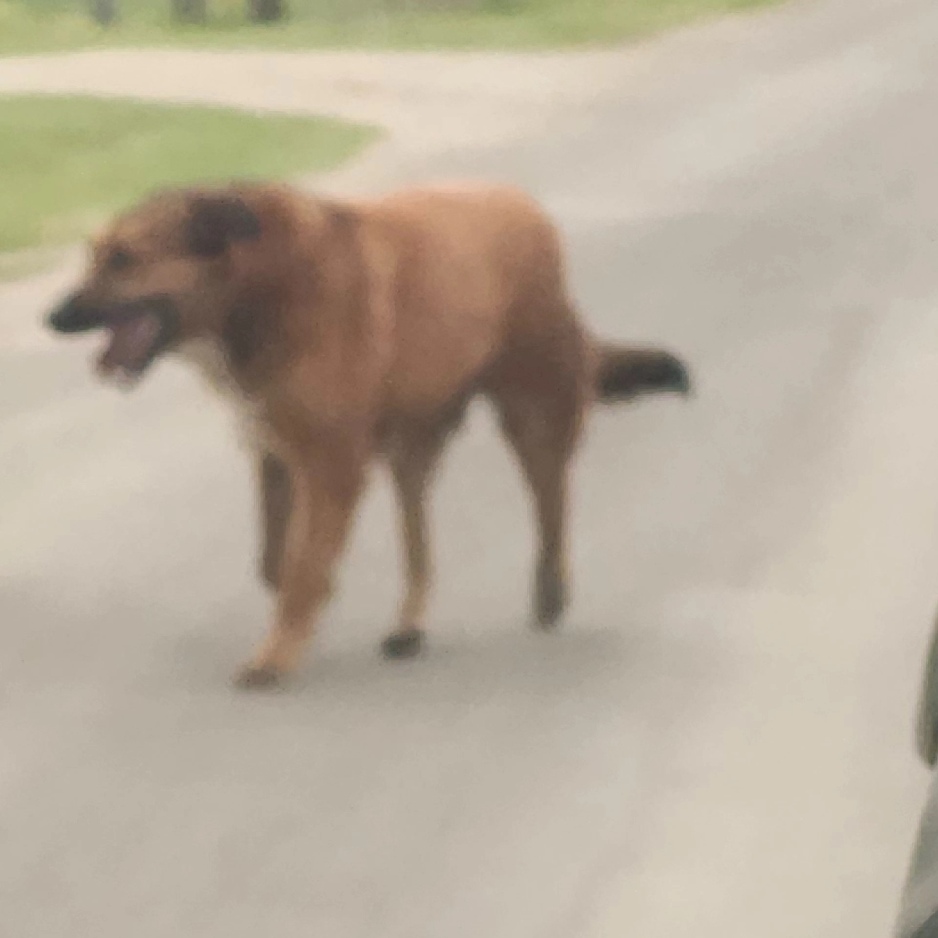 Lost pet-1