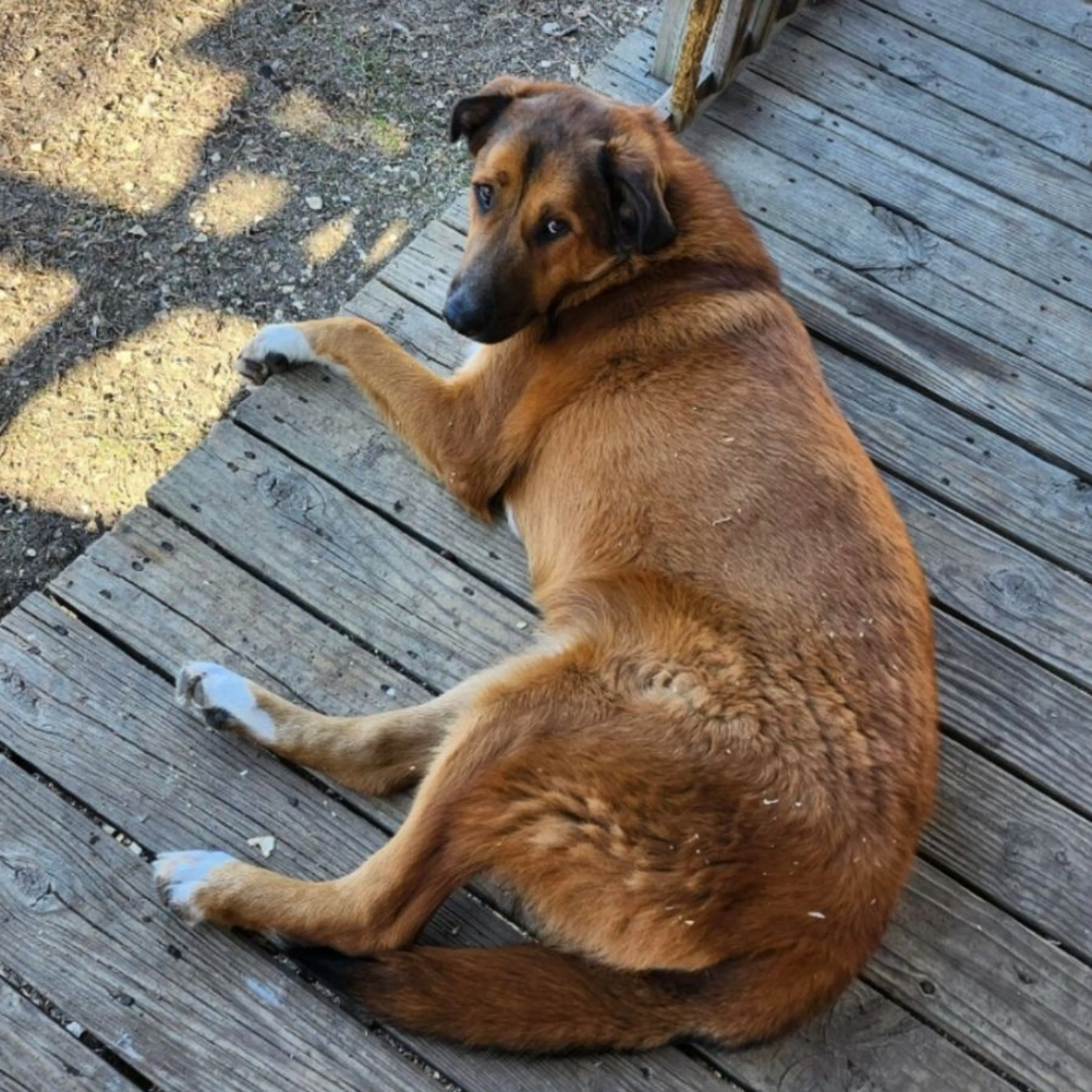 Lost pet-0