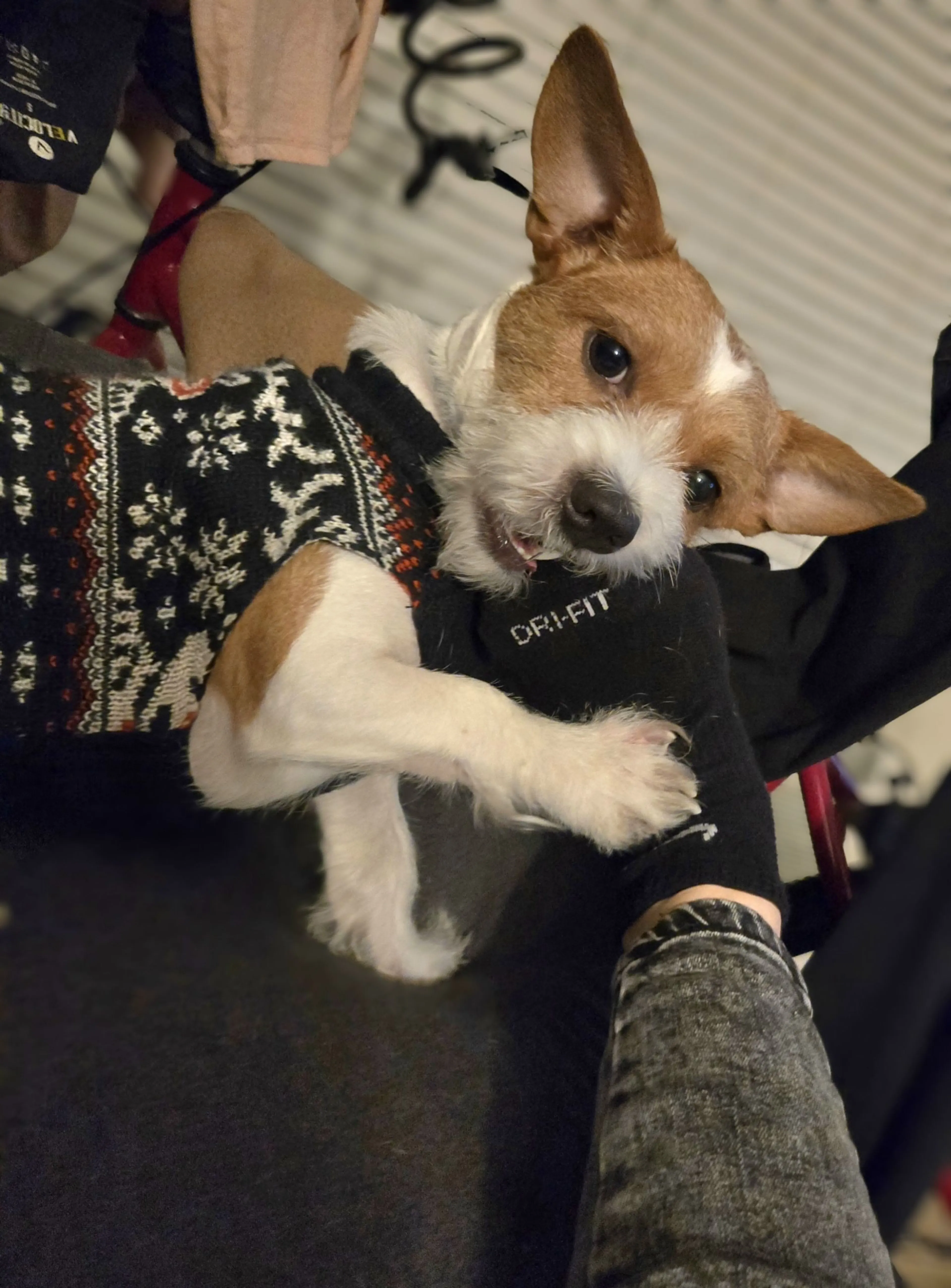Lost pet-1