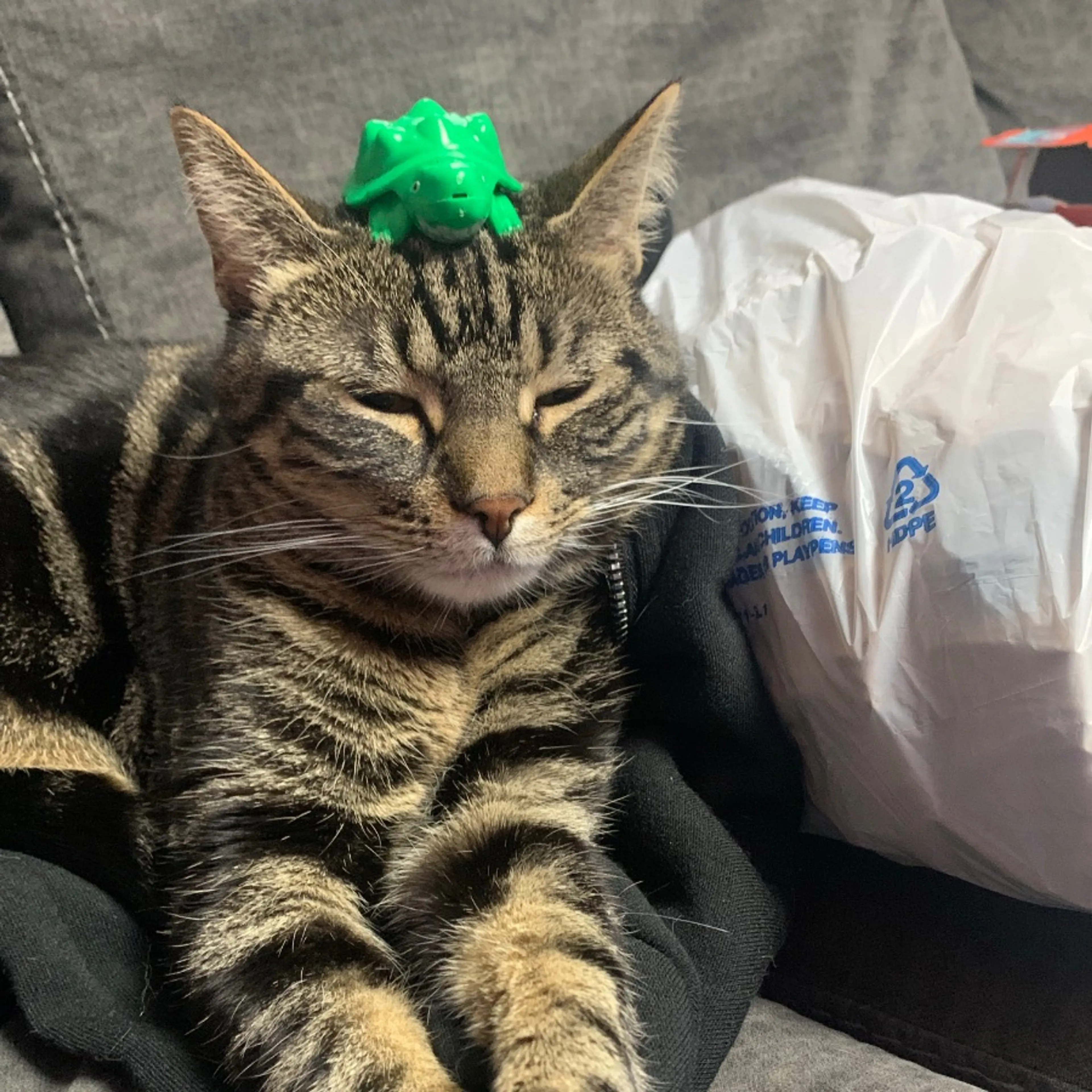 Lost pet-0