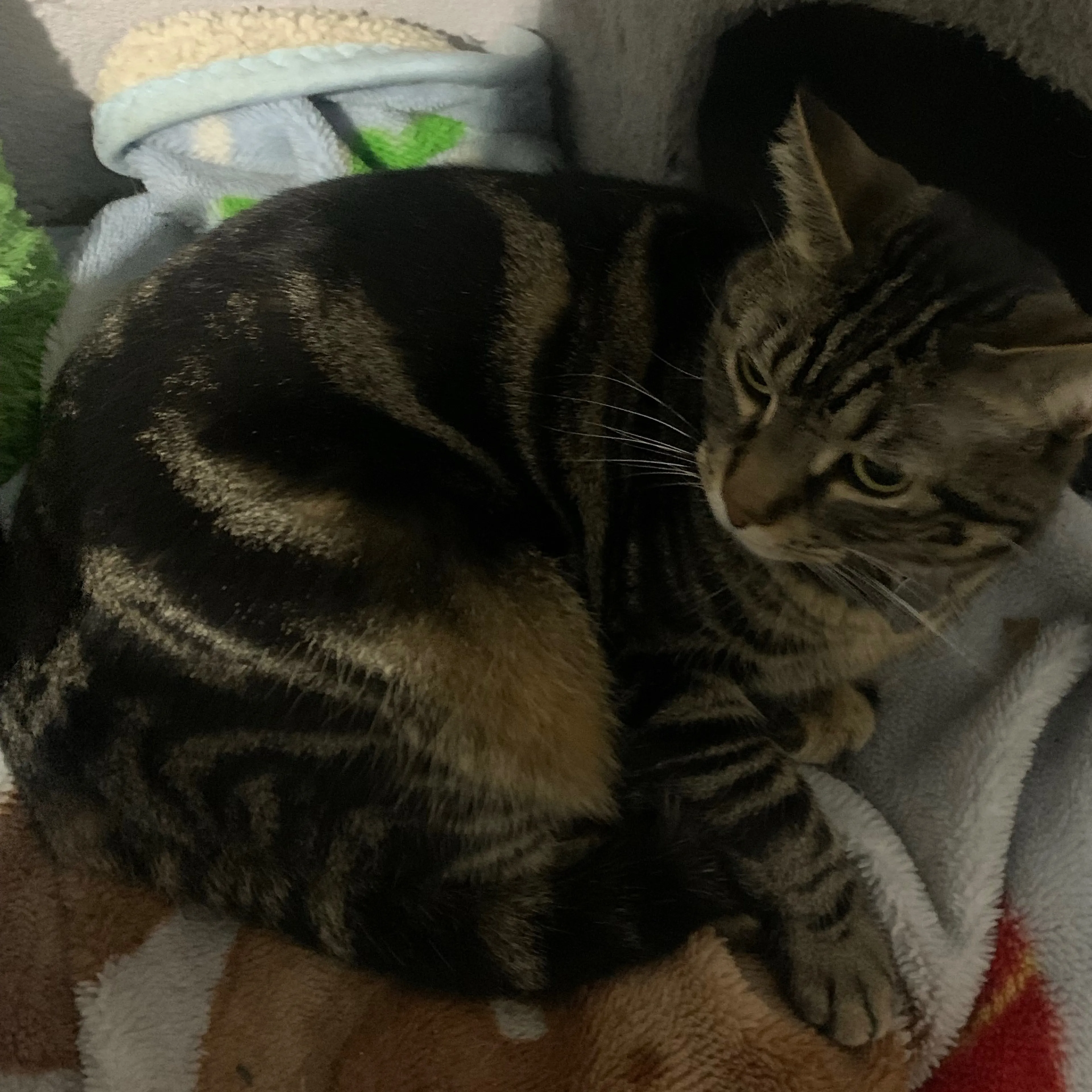 Lost pet-1