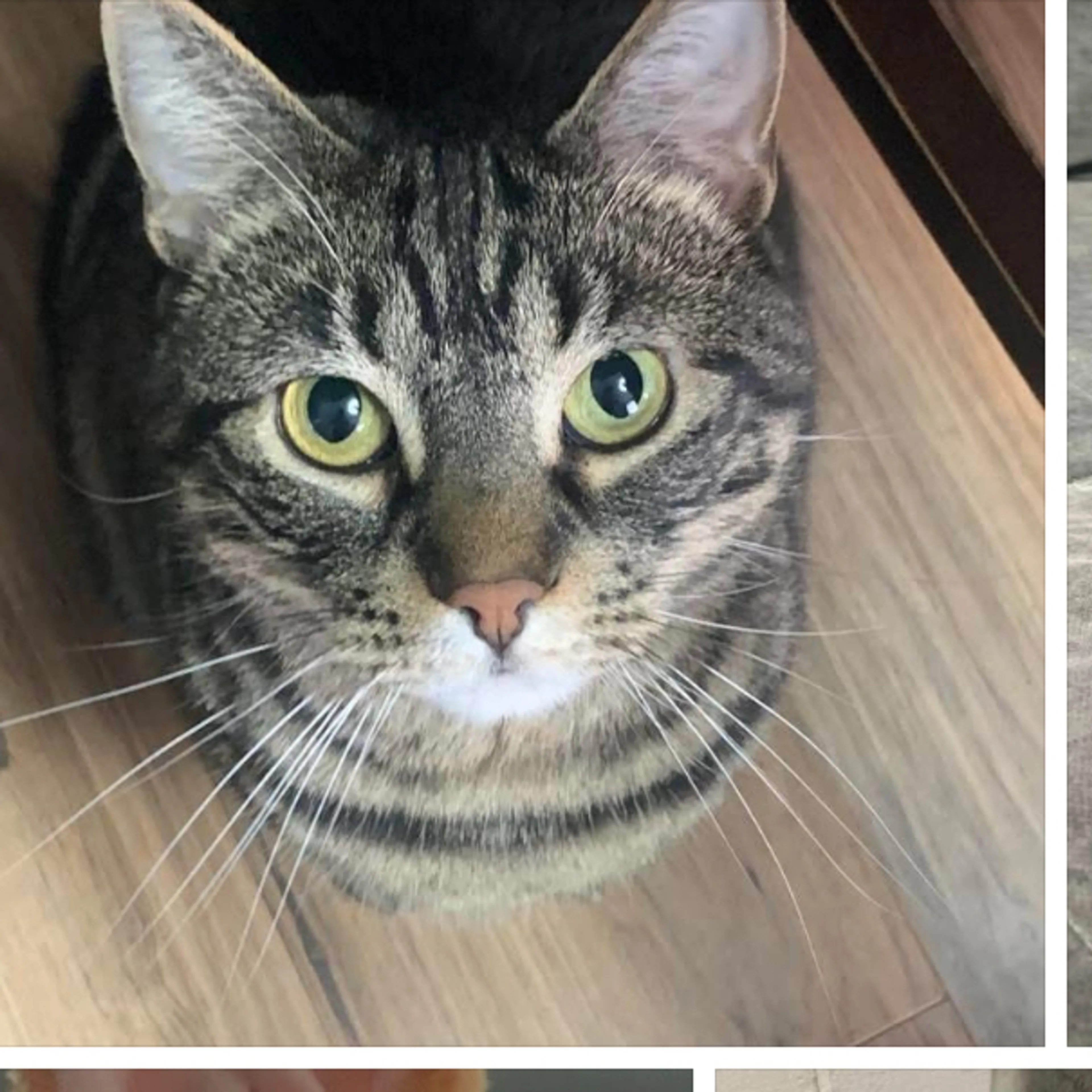 Lost pet-2