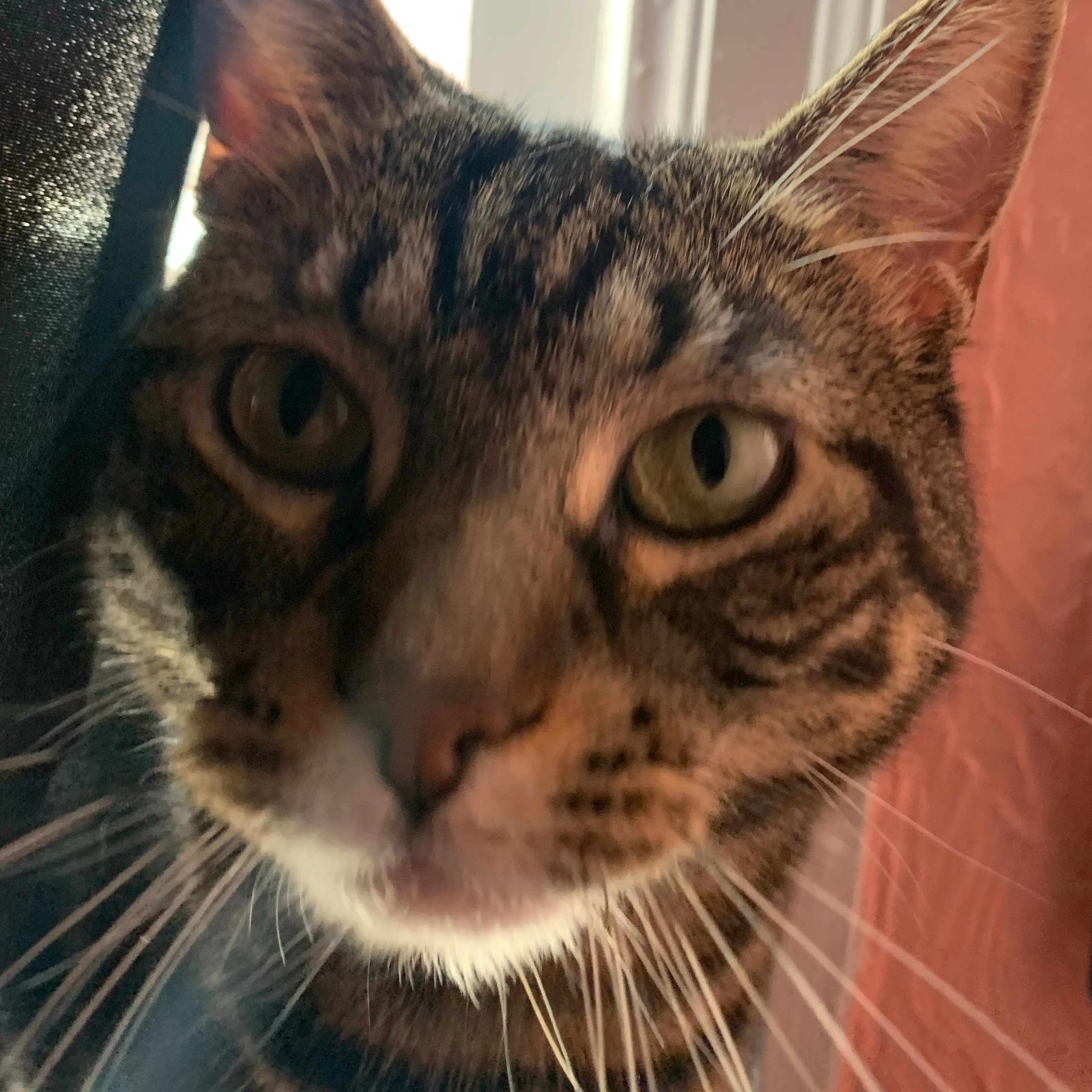 Lost pet-3